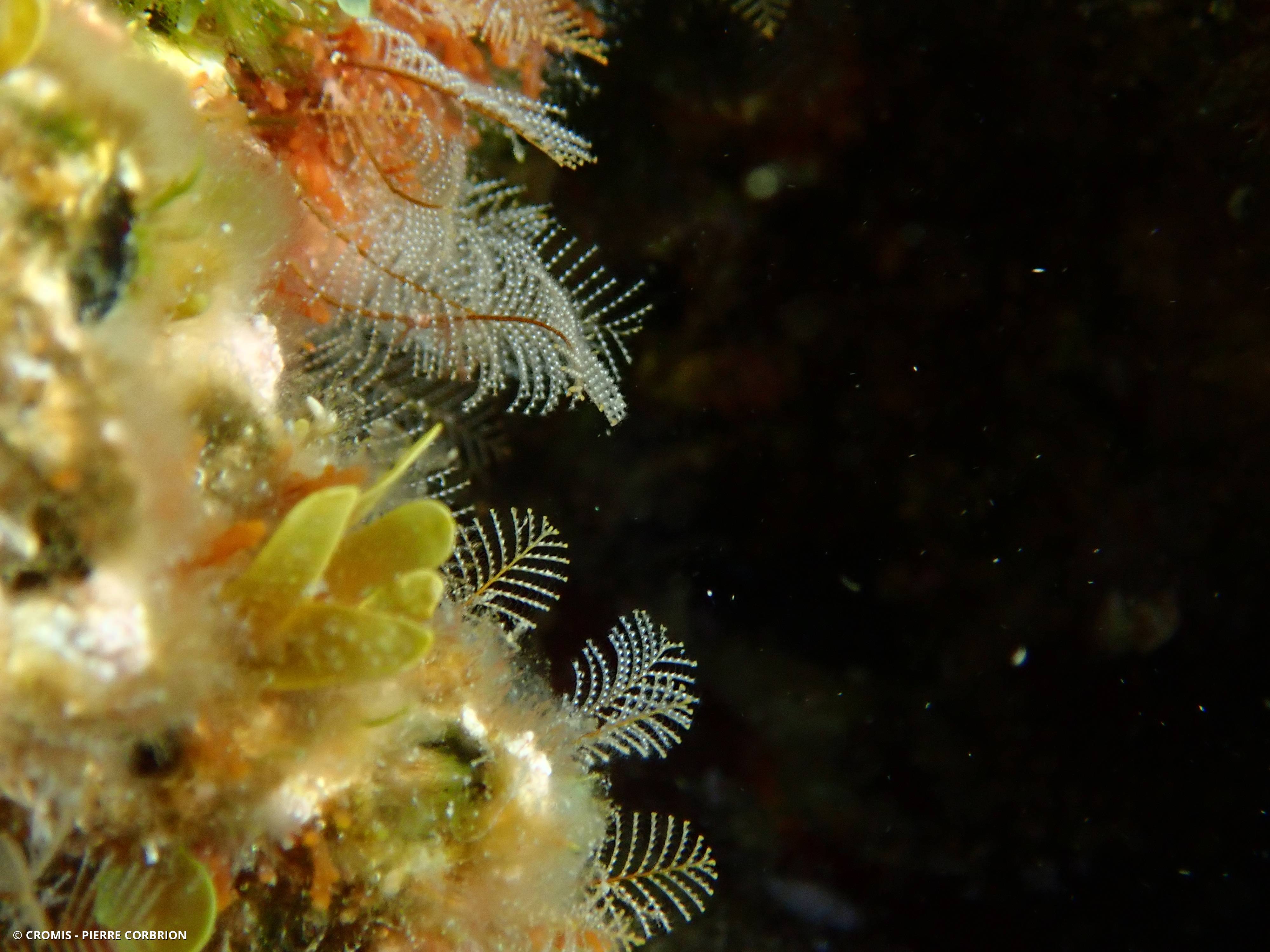 Halopteris de Liechtenstern