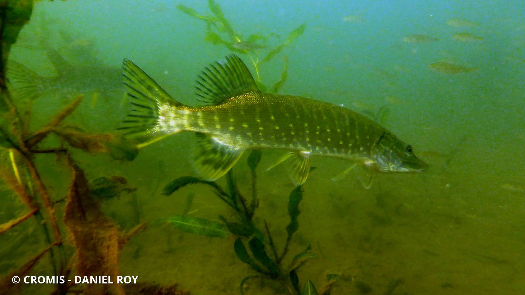 Brochet