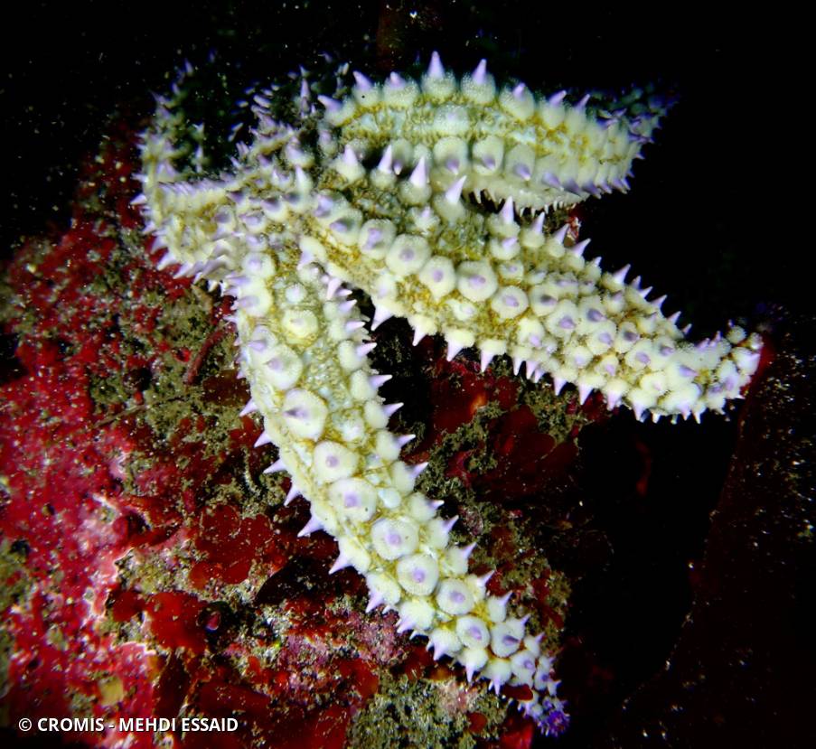 Etoile de mer glaciaire