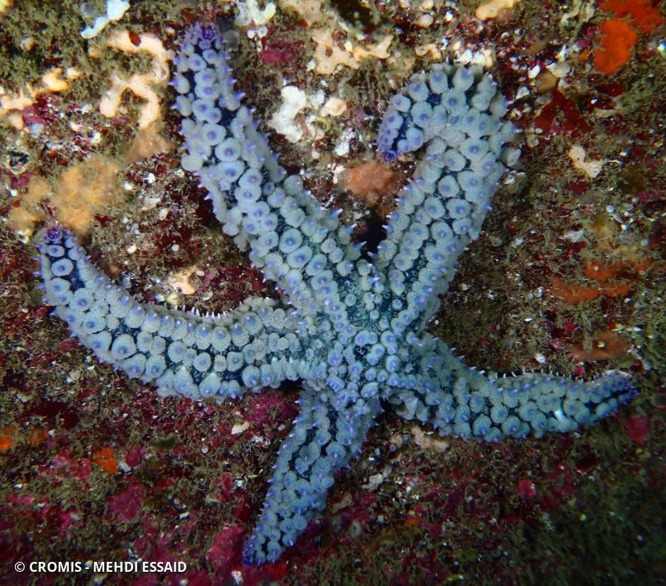 Etoile de mer glaciaire