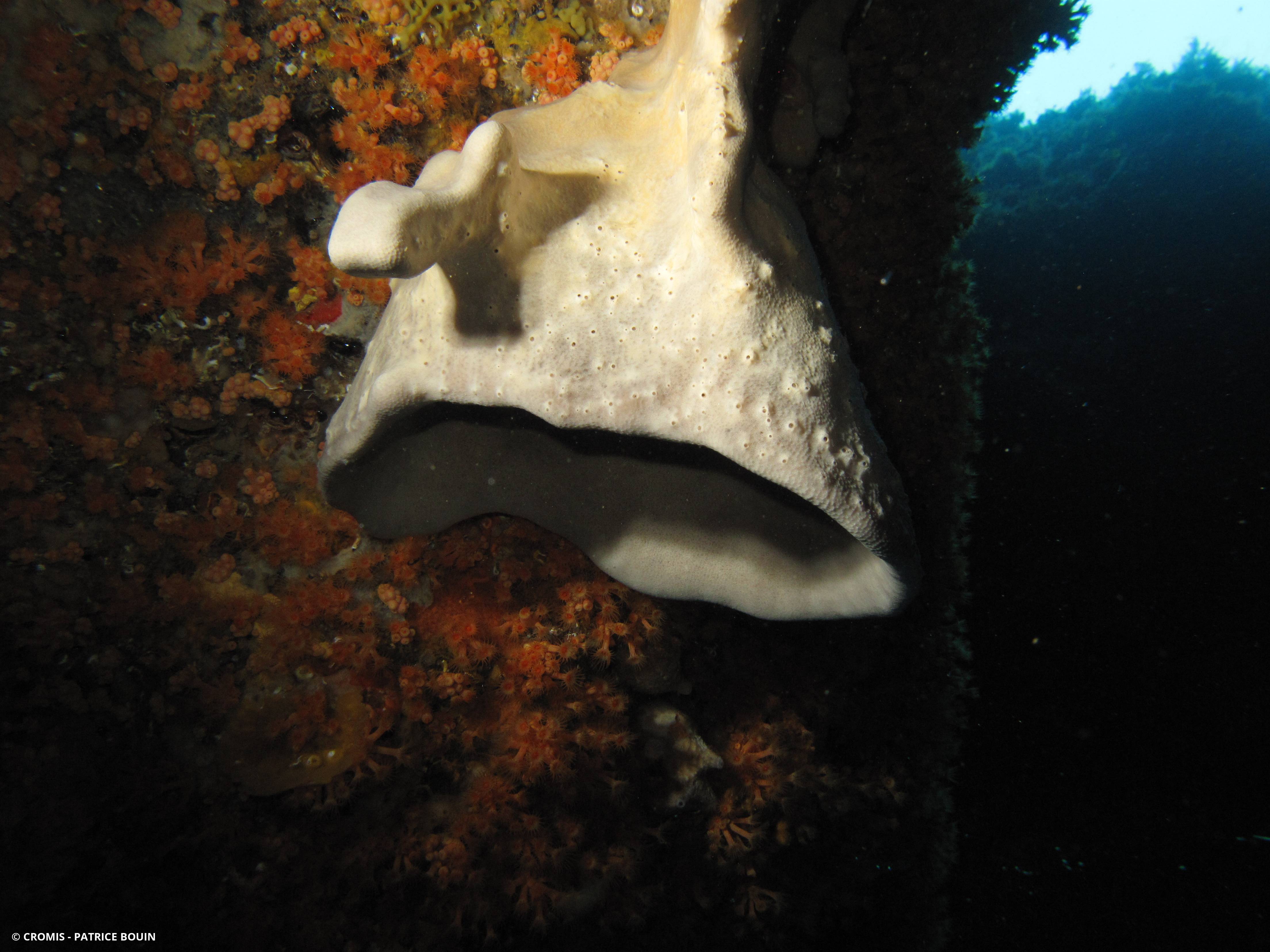 Eponge oreille d'éléphant de Méditerranée