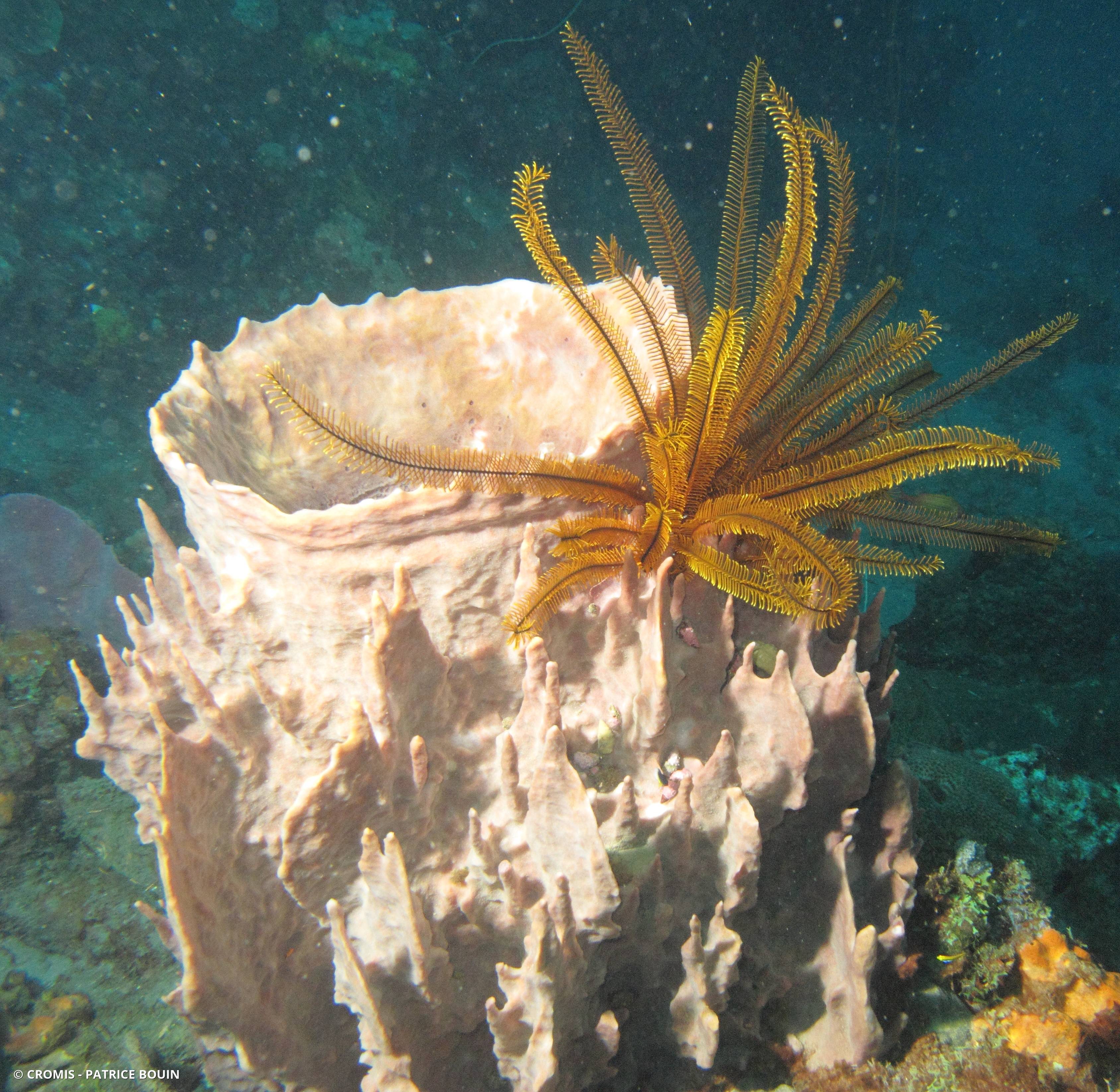 Comatule dorée