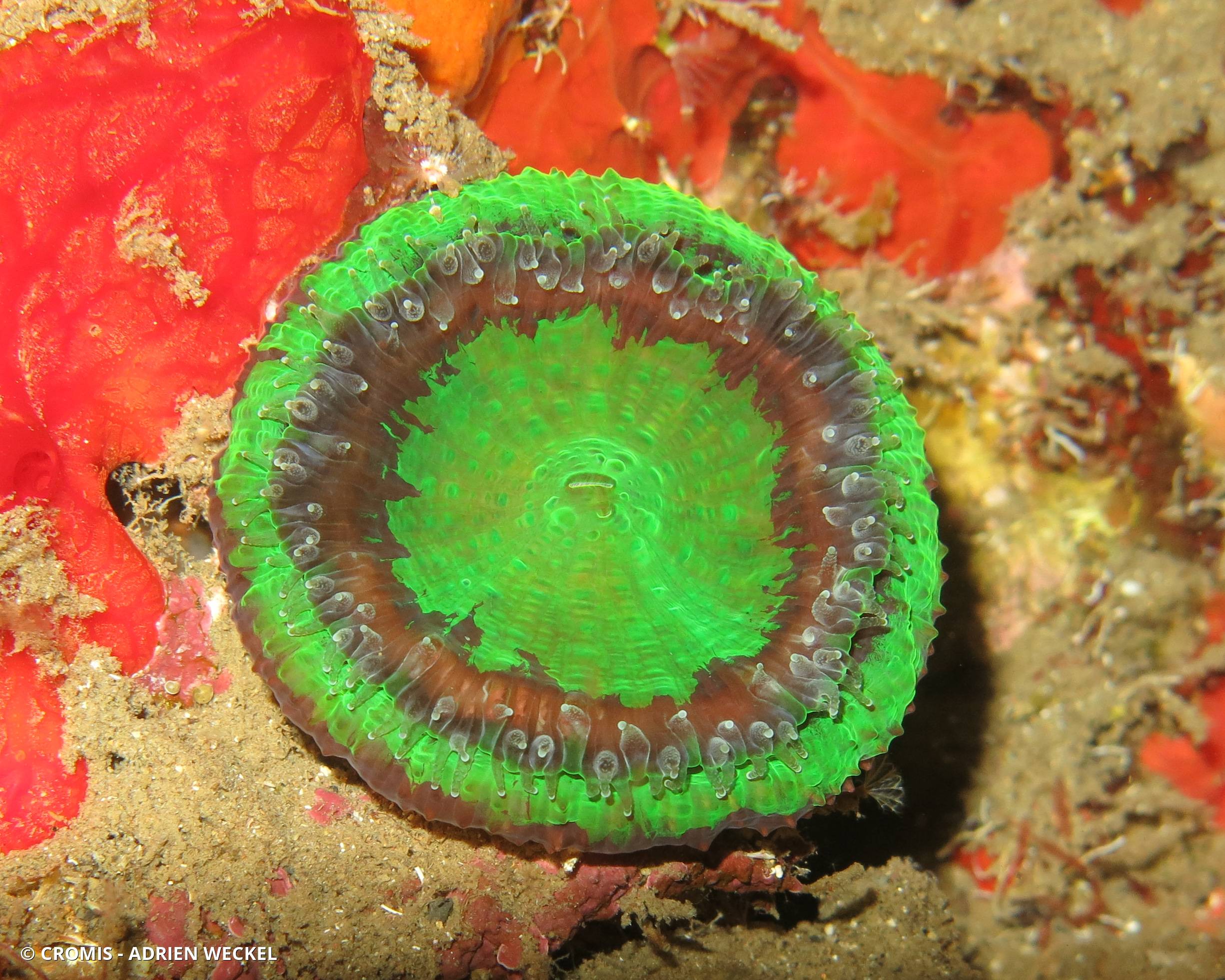 Corail coeur d'artichaut