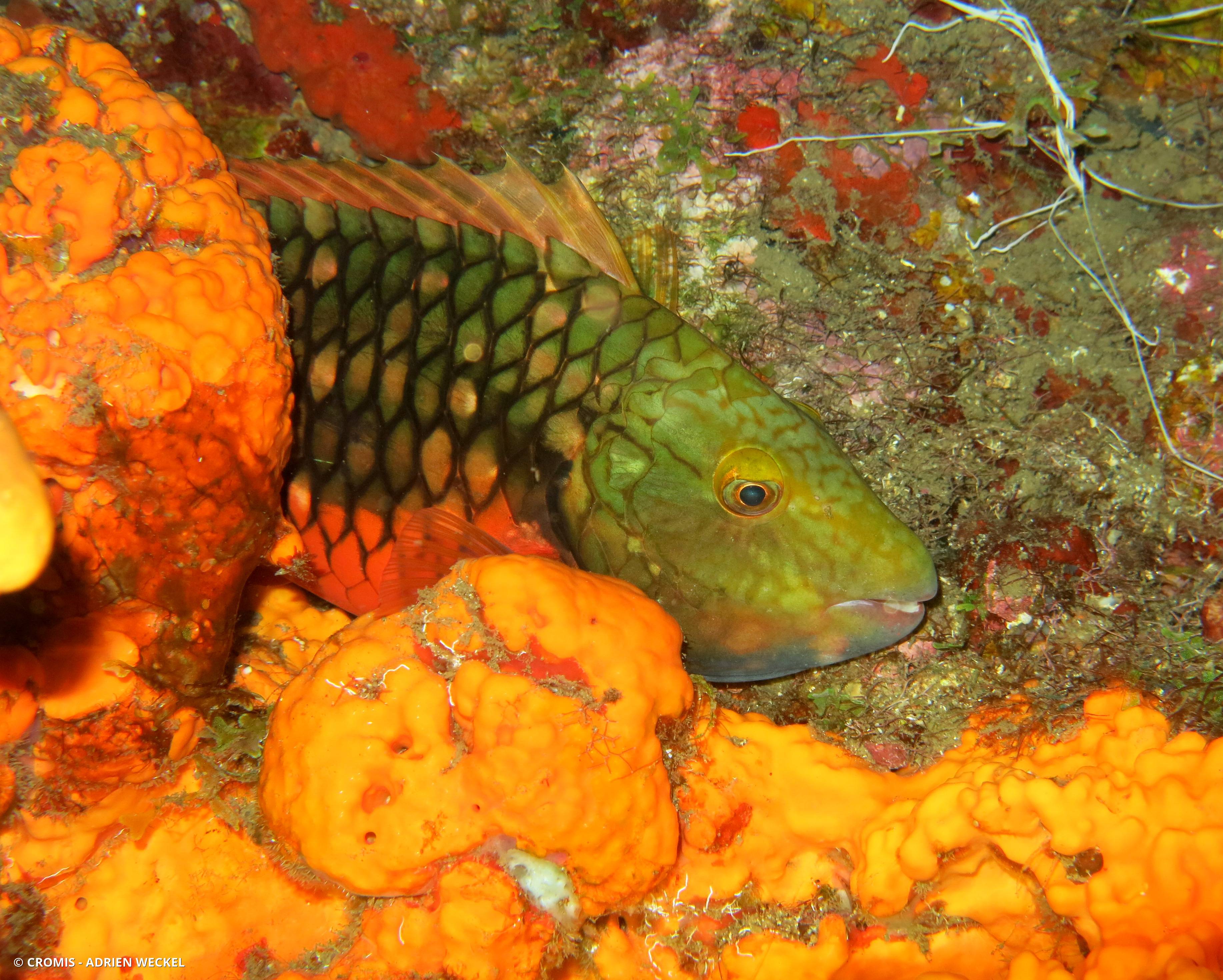 Perroquet feu tricolore