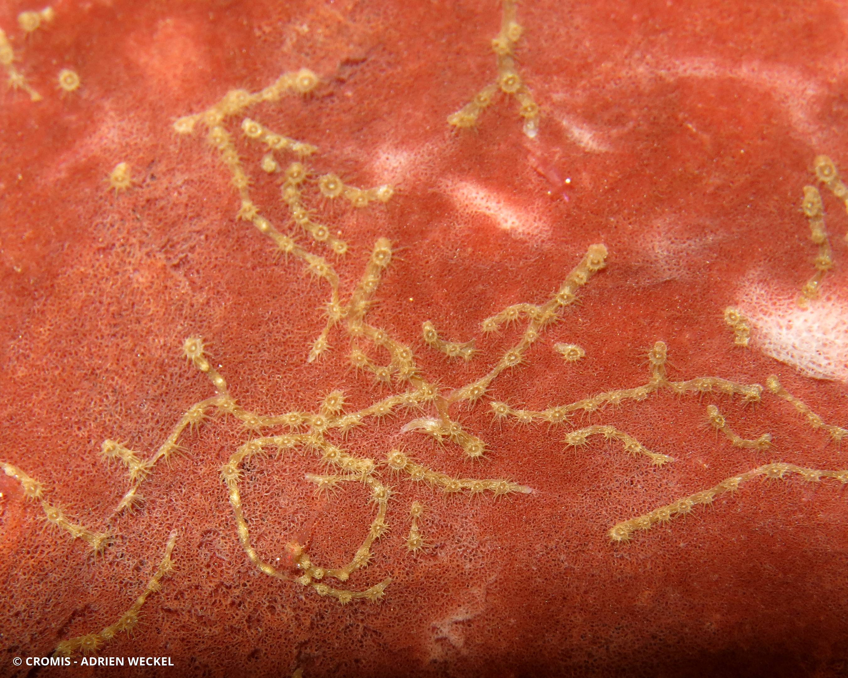 Zoanthaire éponge en chaînette