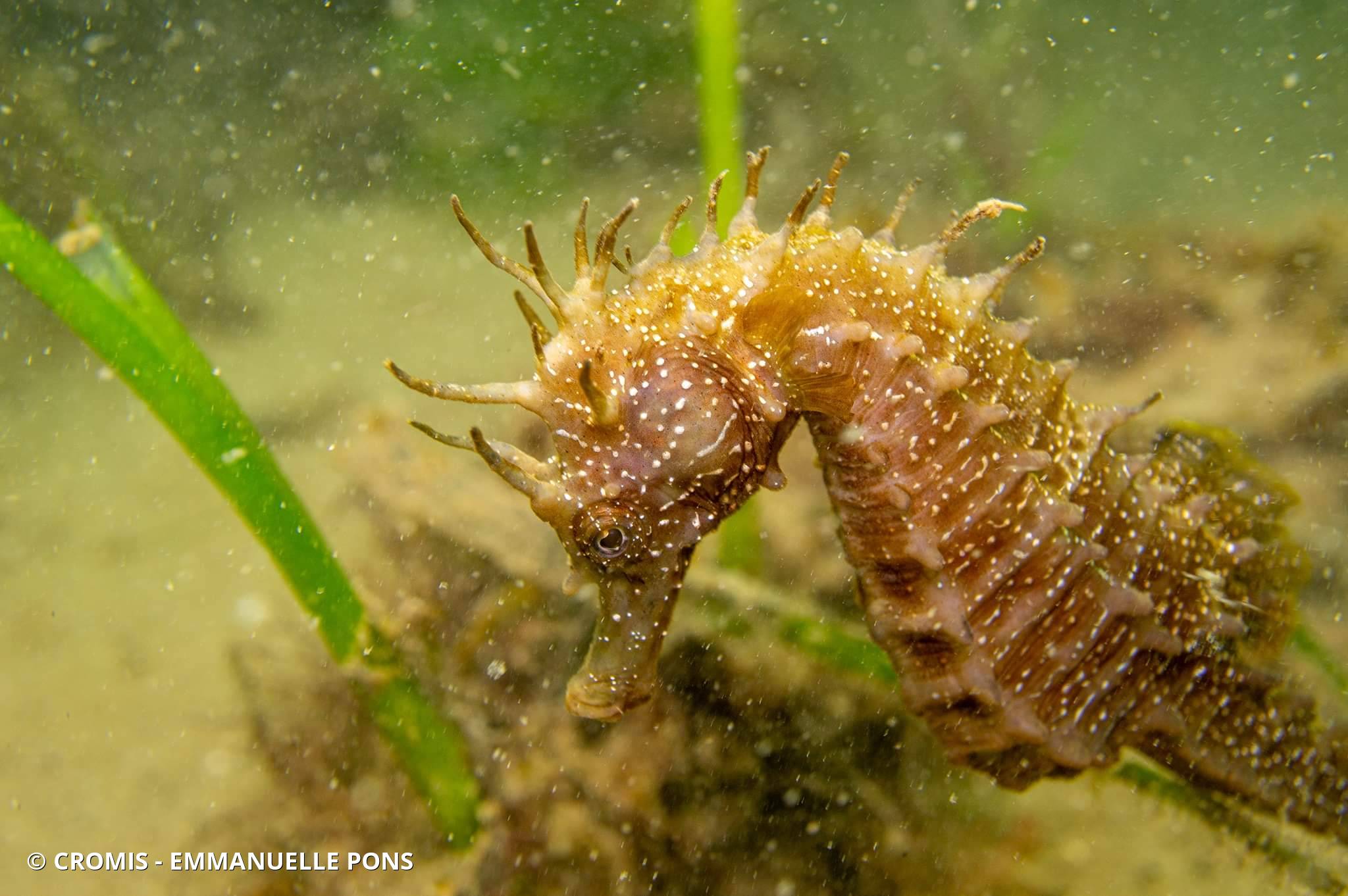 Hippocampe moucheté