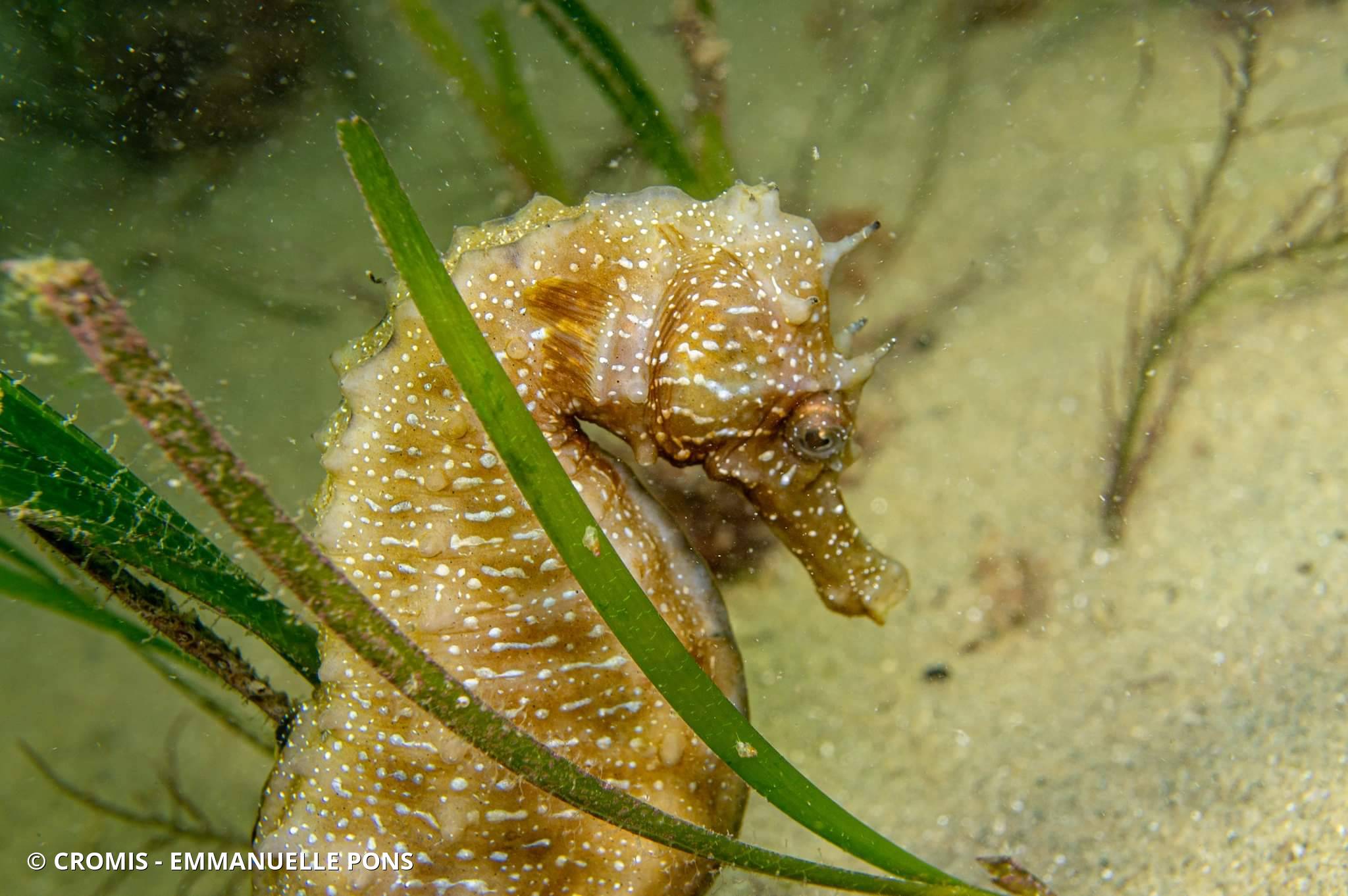 Hippocampe moucheté