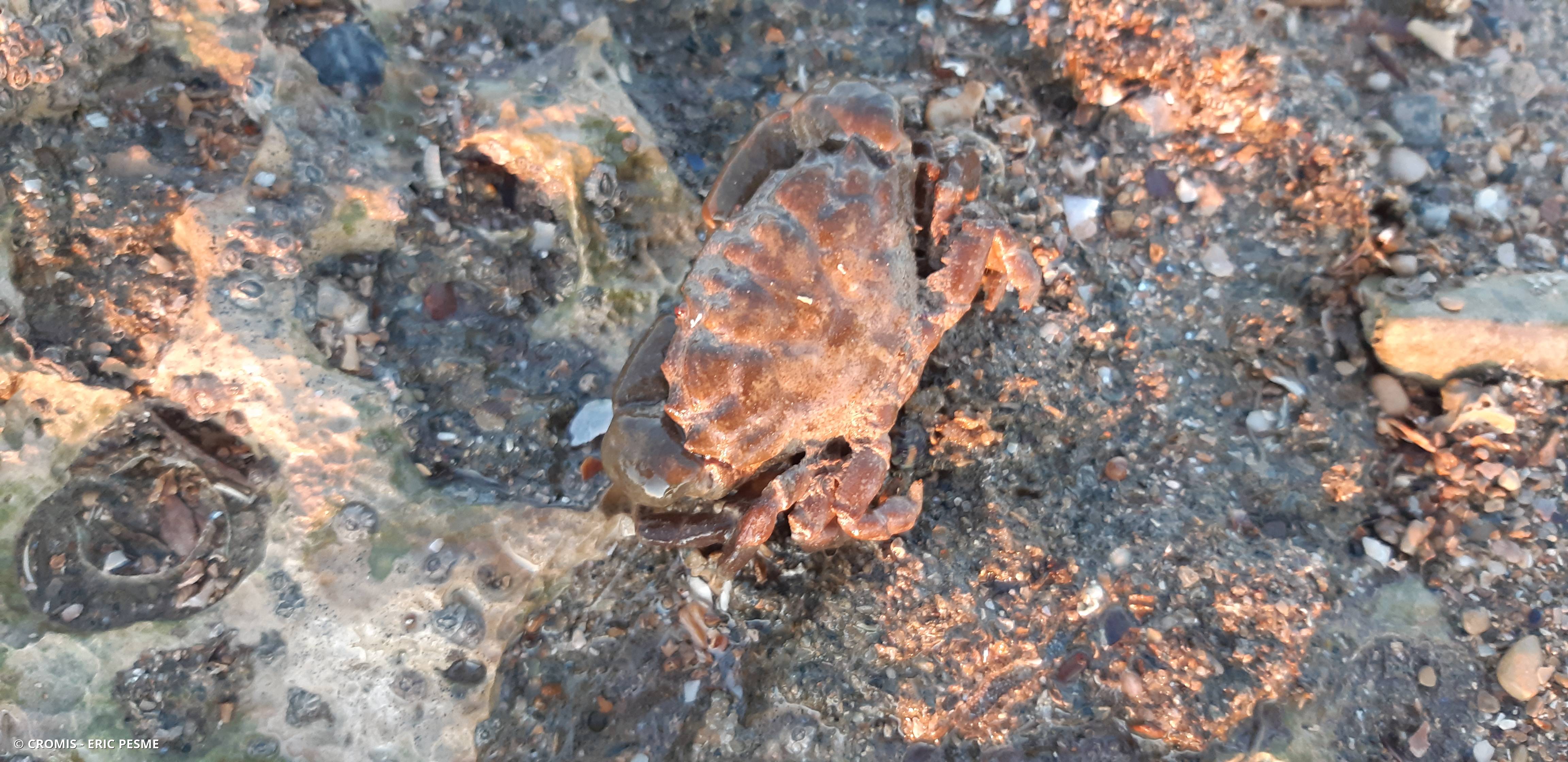 Crabe de pierre
