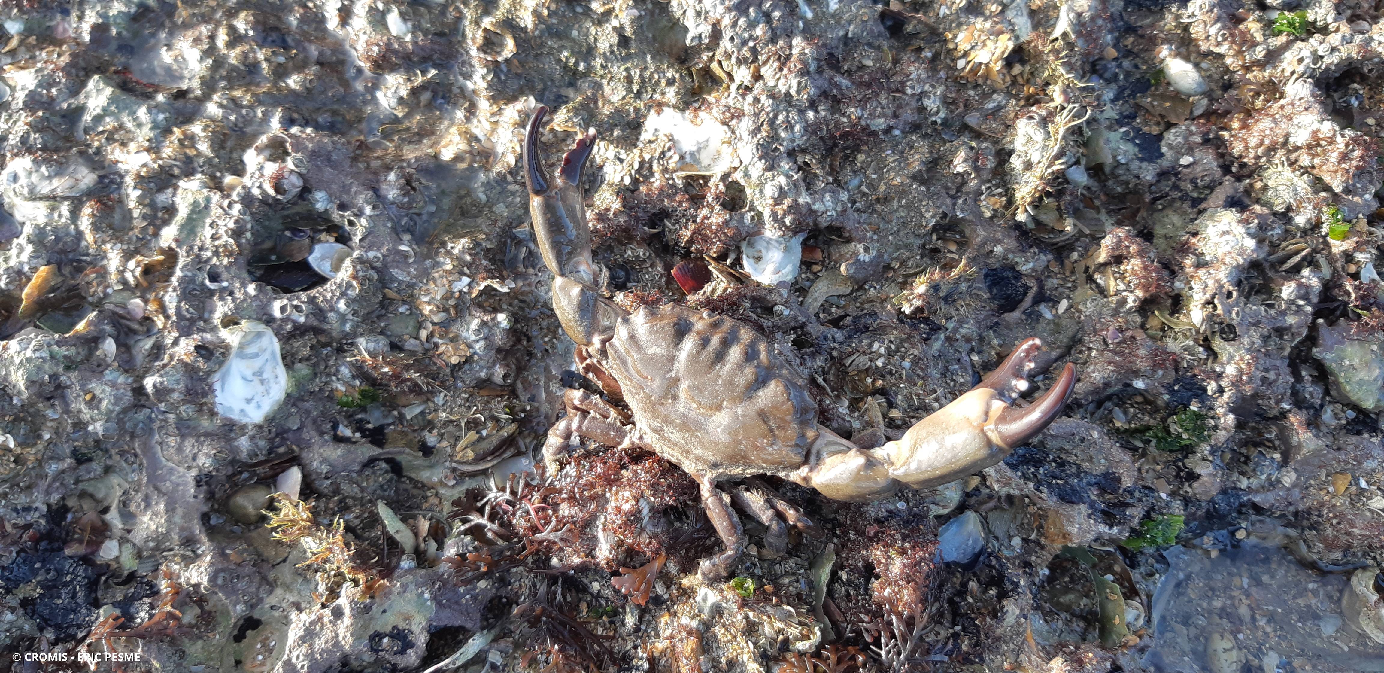 Crabe de pierre