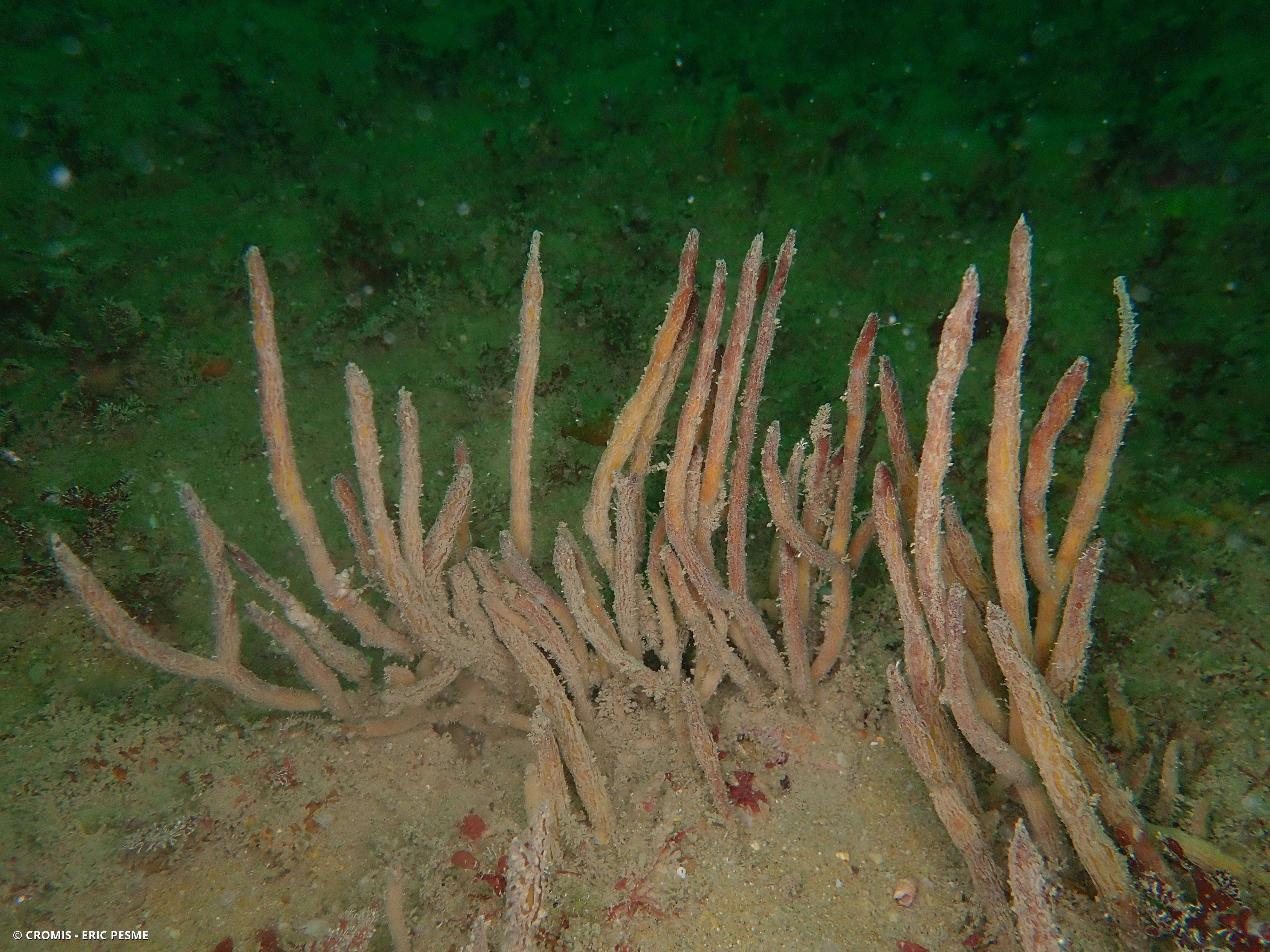Adreus