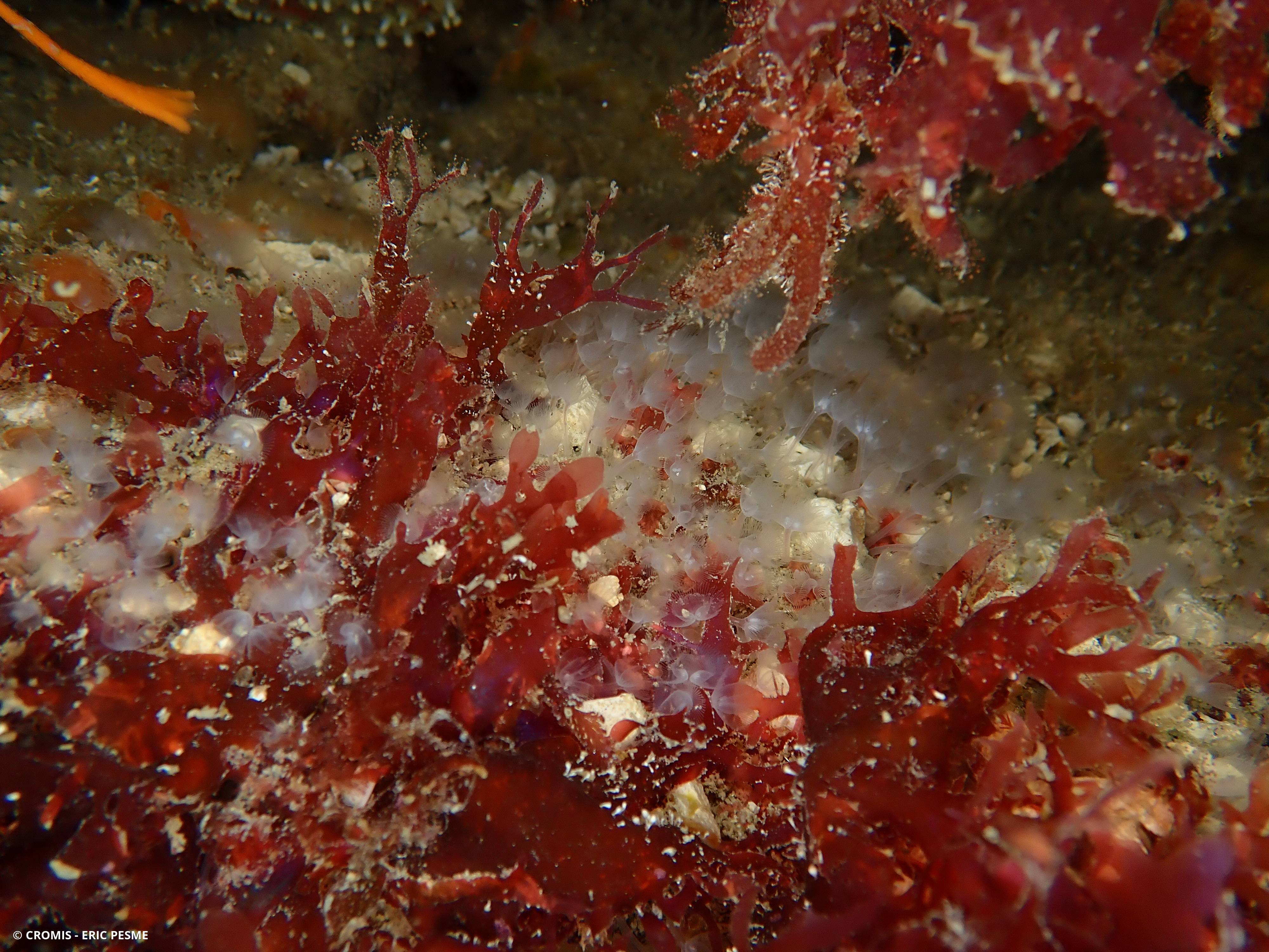 Phoronis au lophophore en fer à cheval