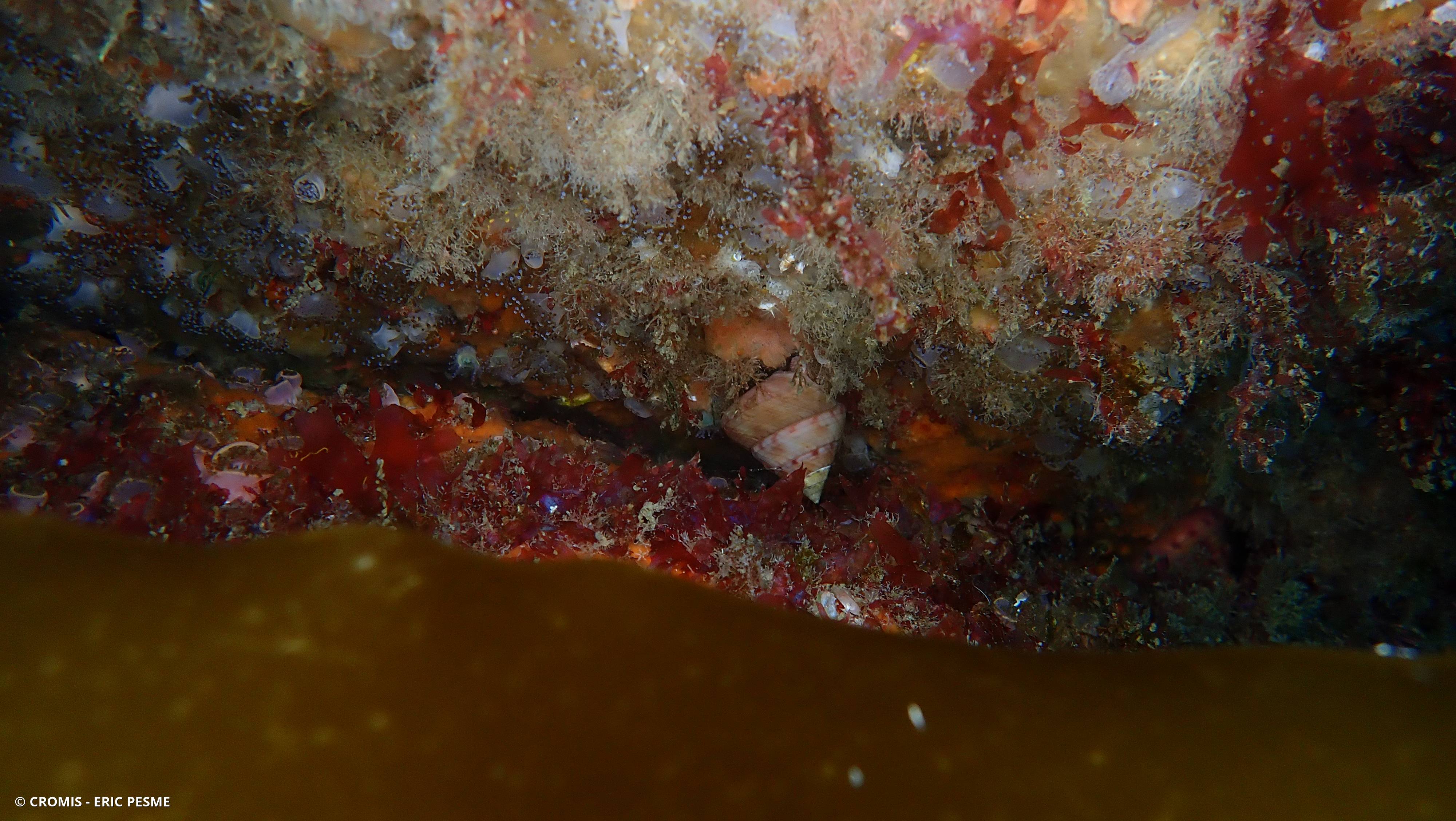 Calliostome jujube