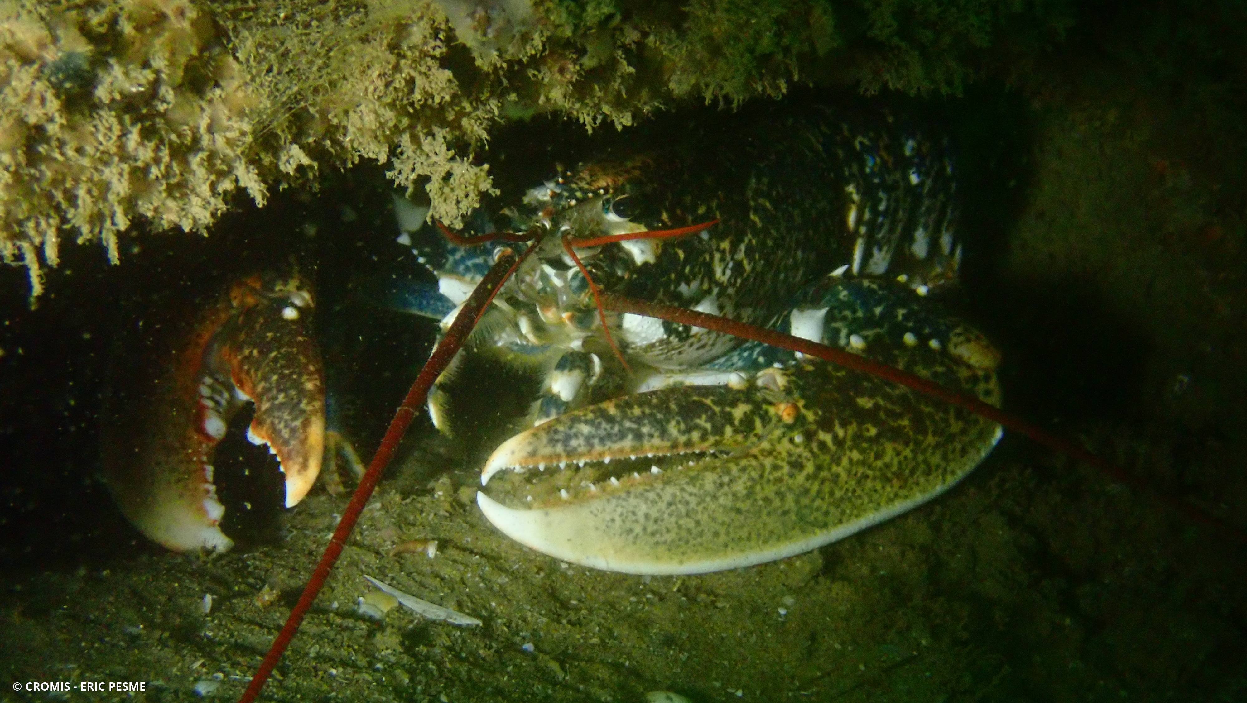 Homard européen