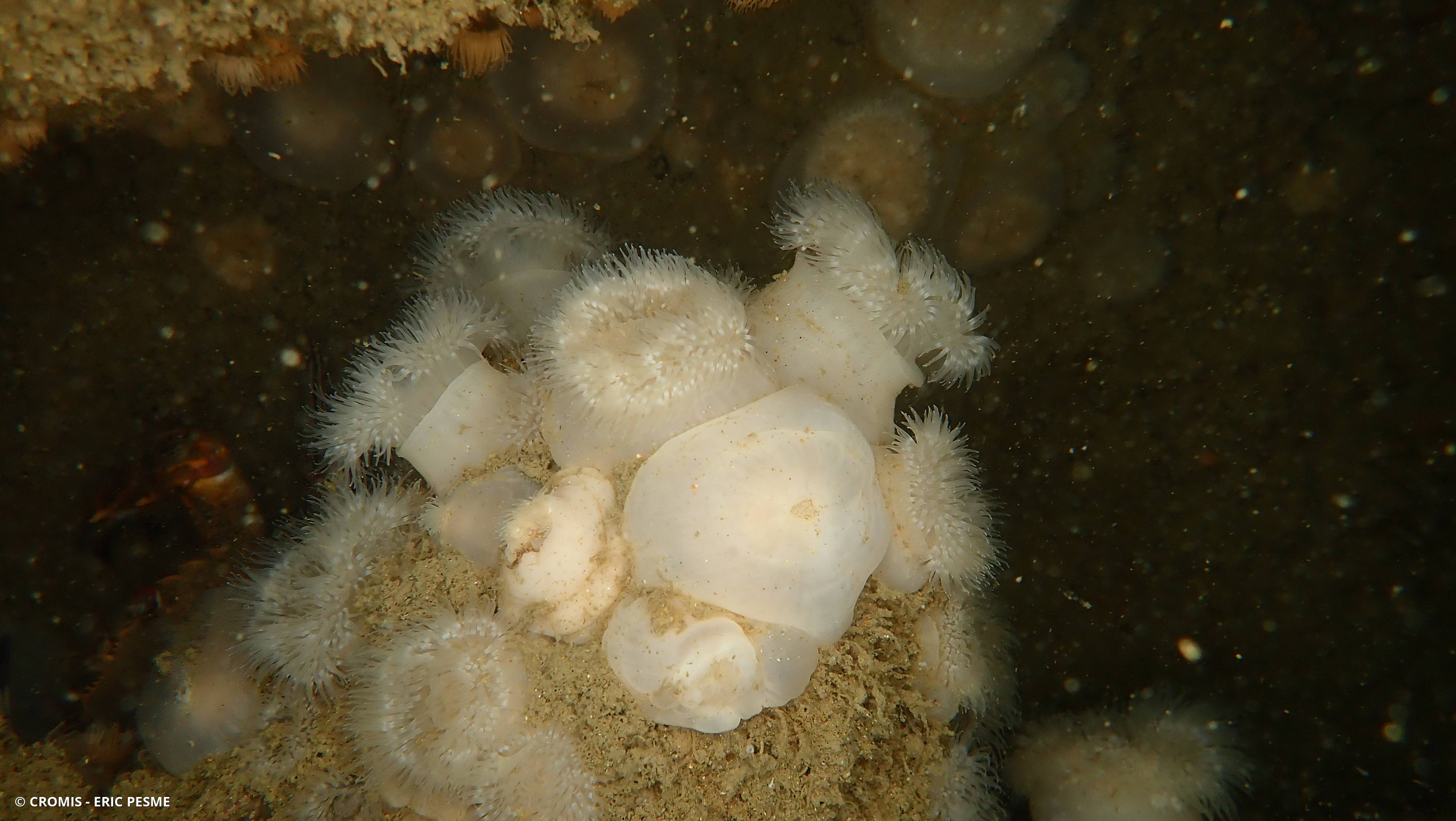 Œillet de mer
