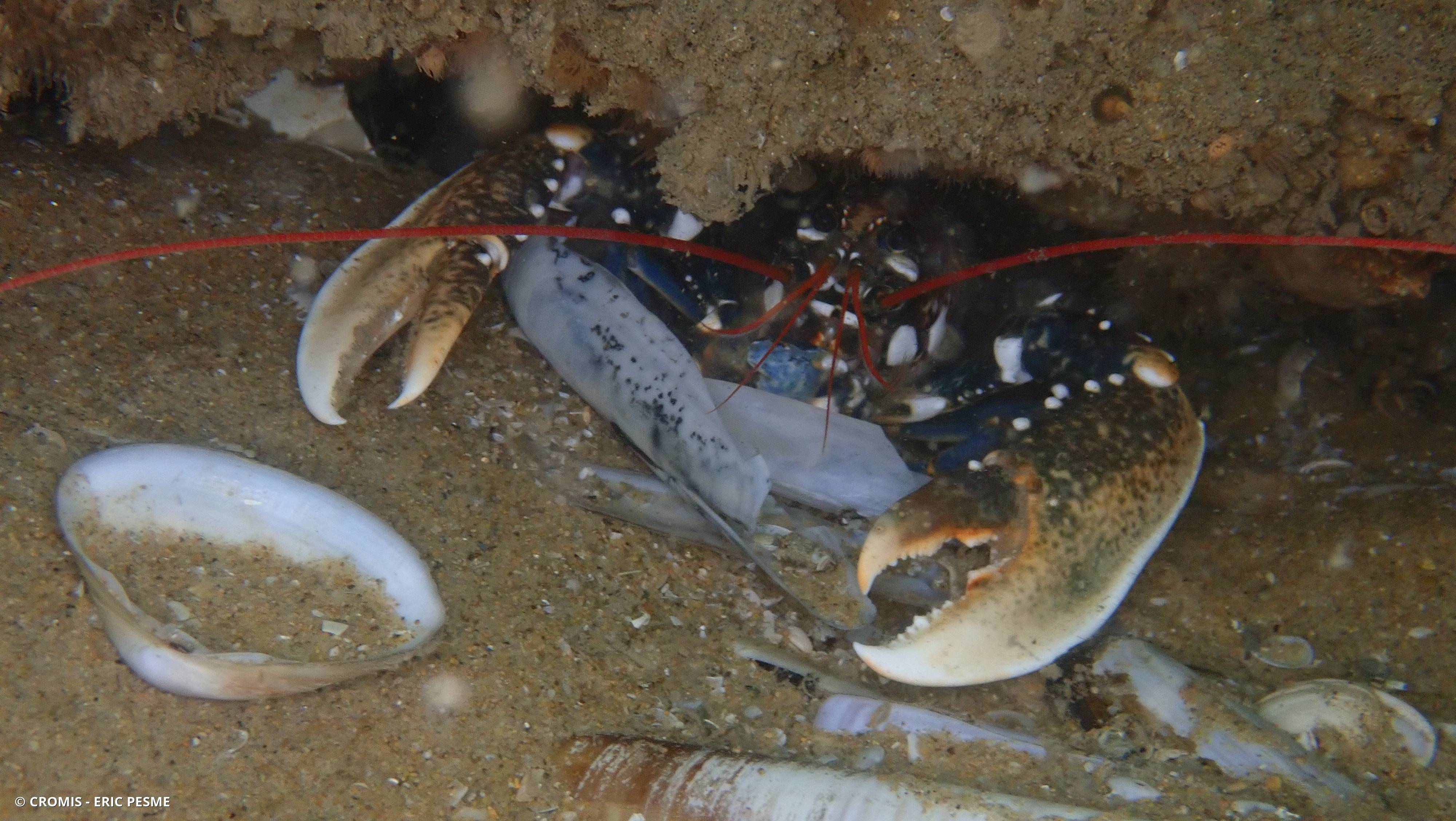 Homard européen