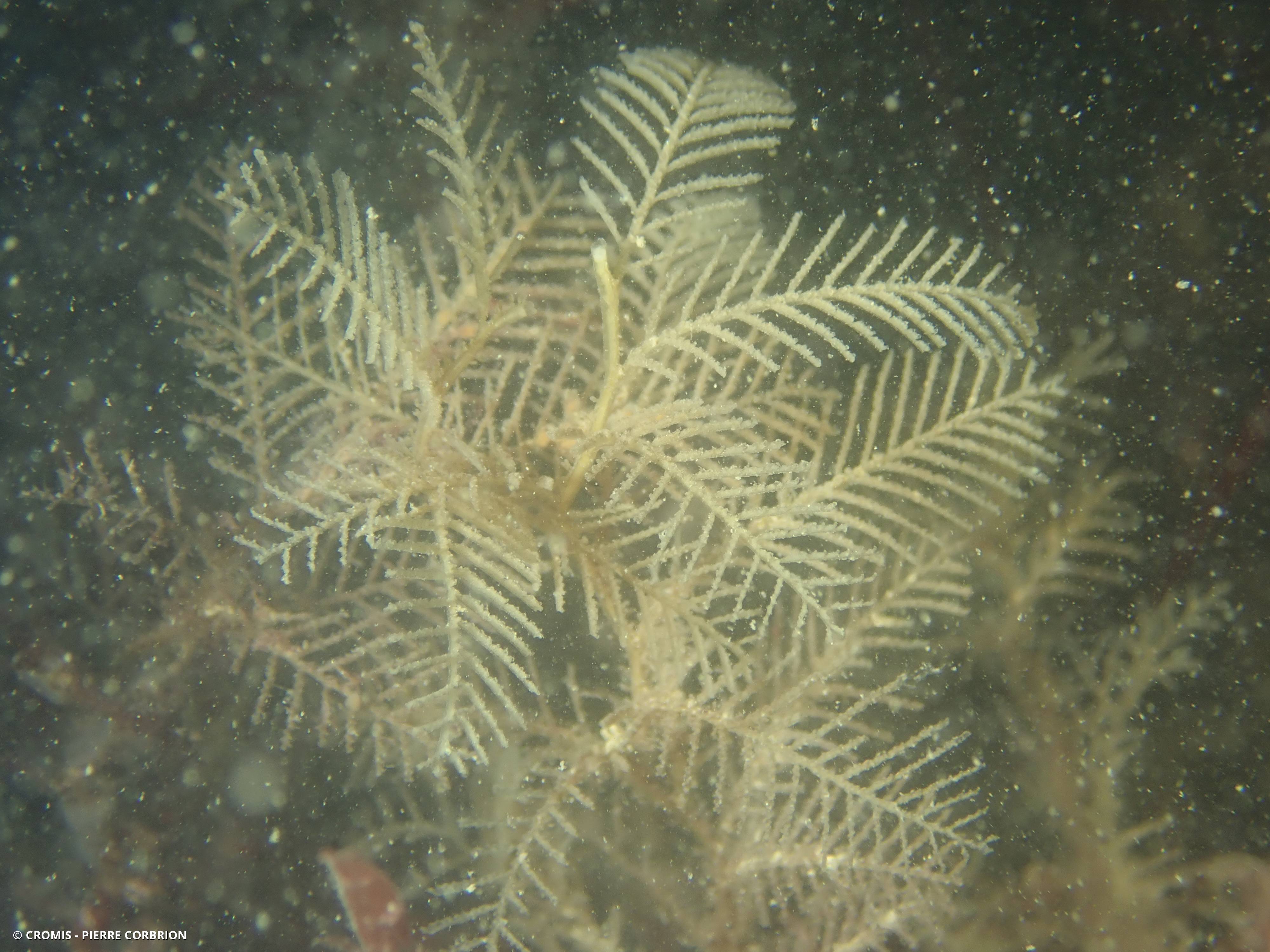 Hydraire palmier