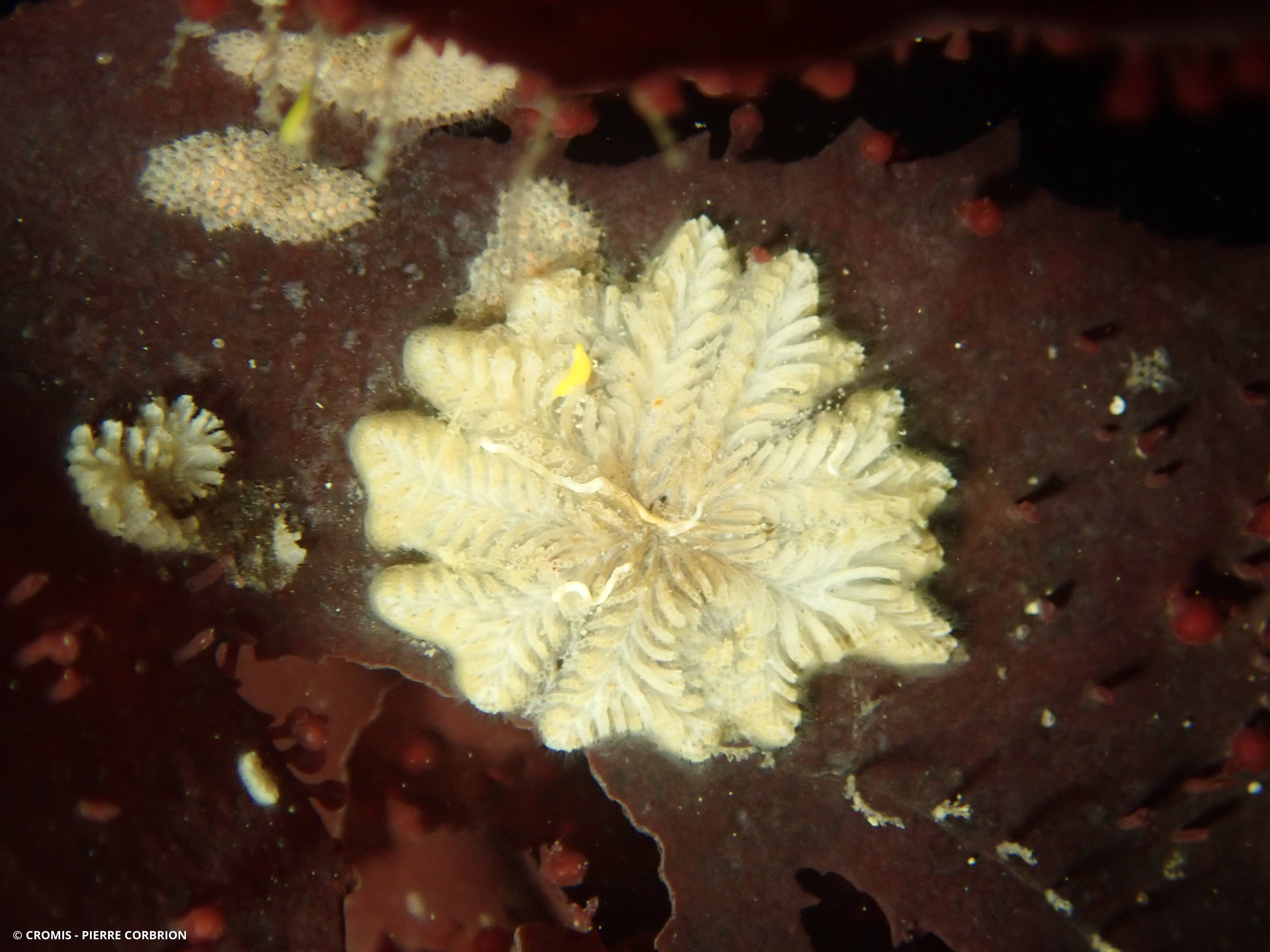 Tubulipore plumeux