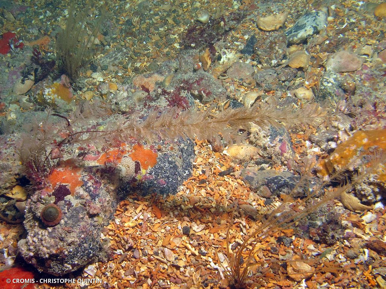 Hydraire cyprès