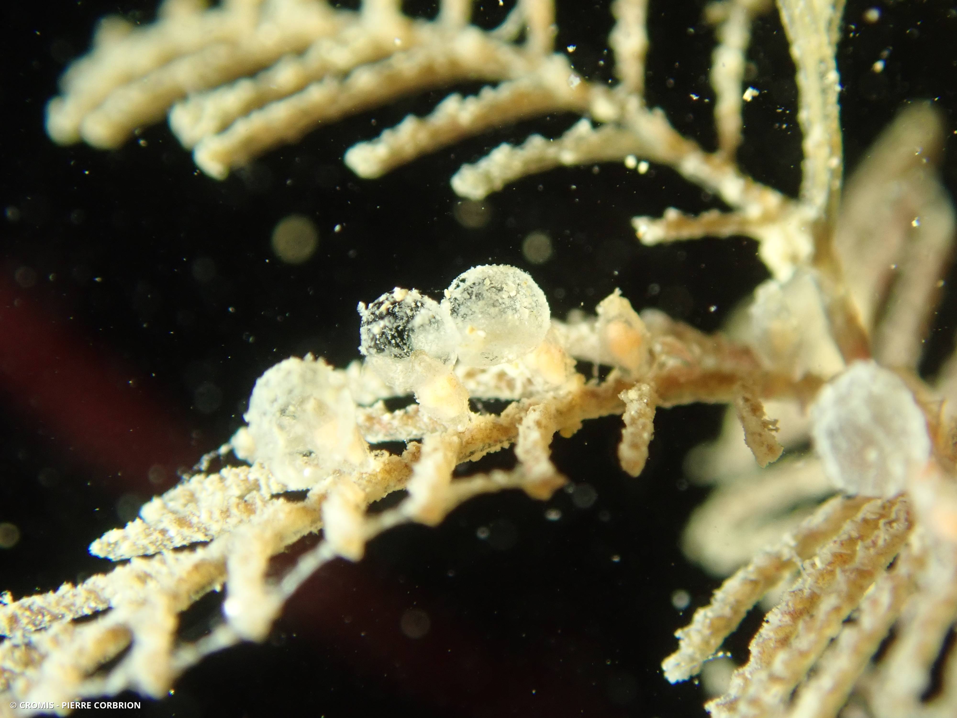 Hydraire palmier