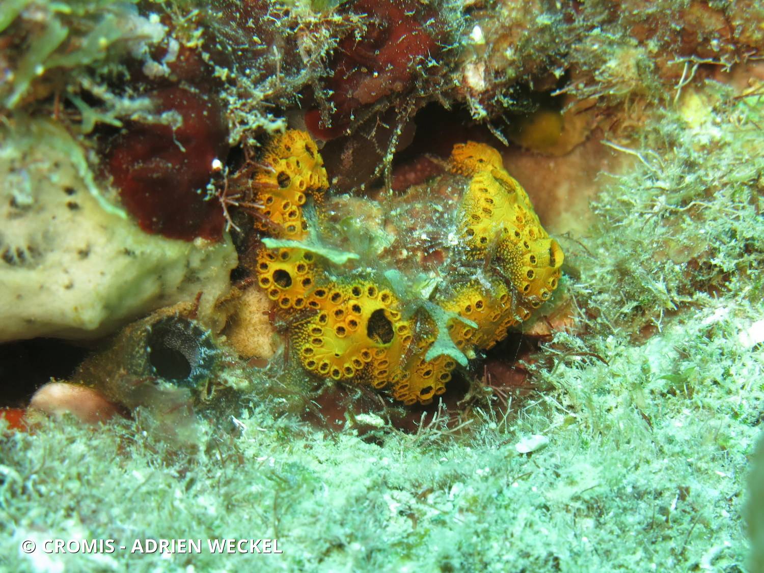 Botryllus planus