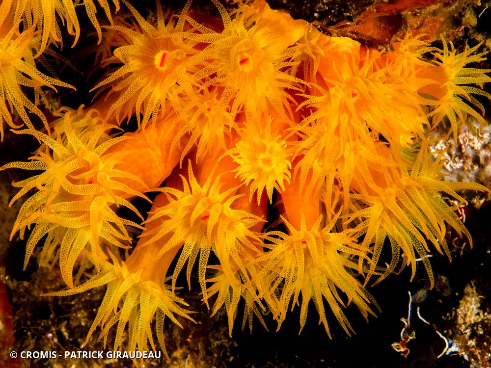 Tubastrée orange