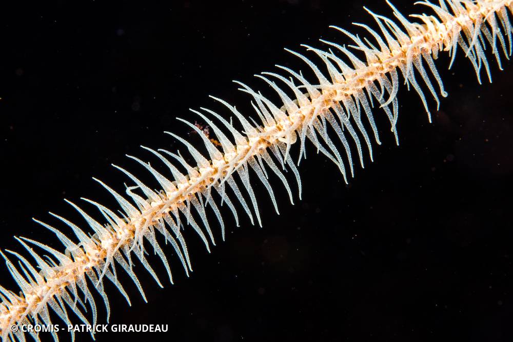 Corail fil de fer