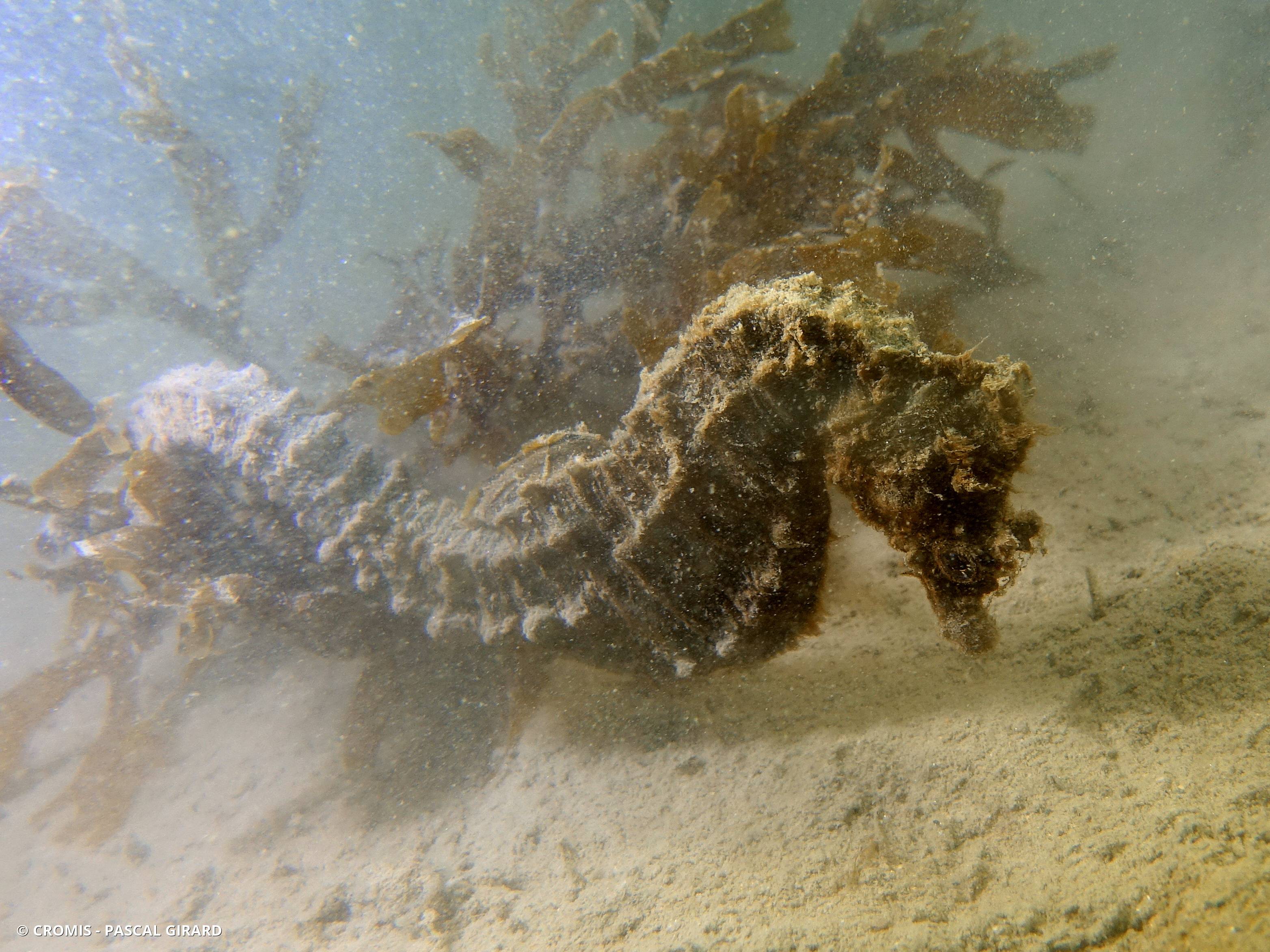Hippocampe à museau court