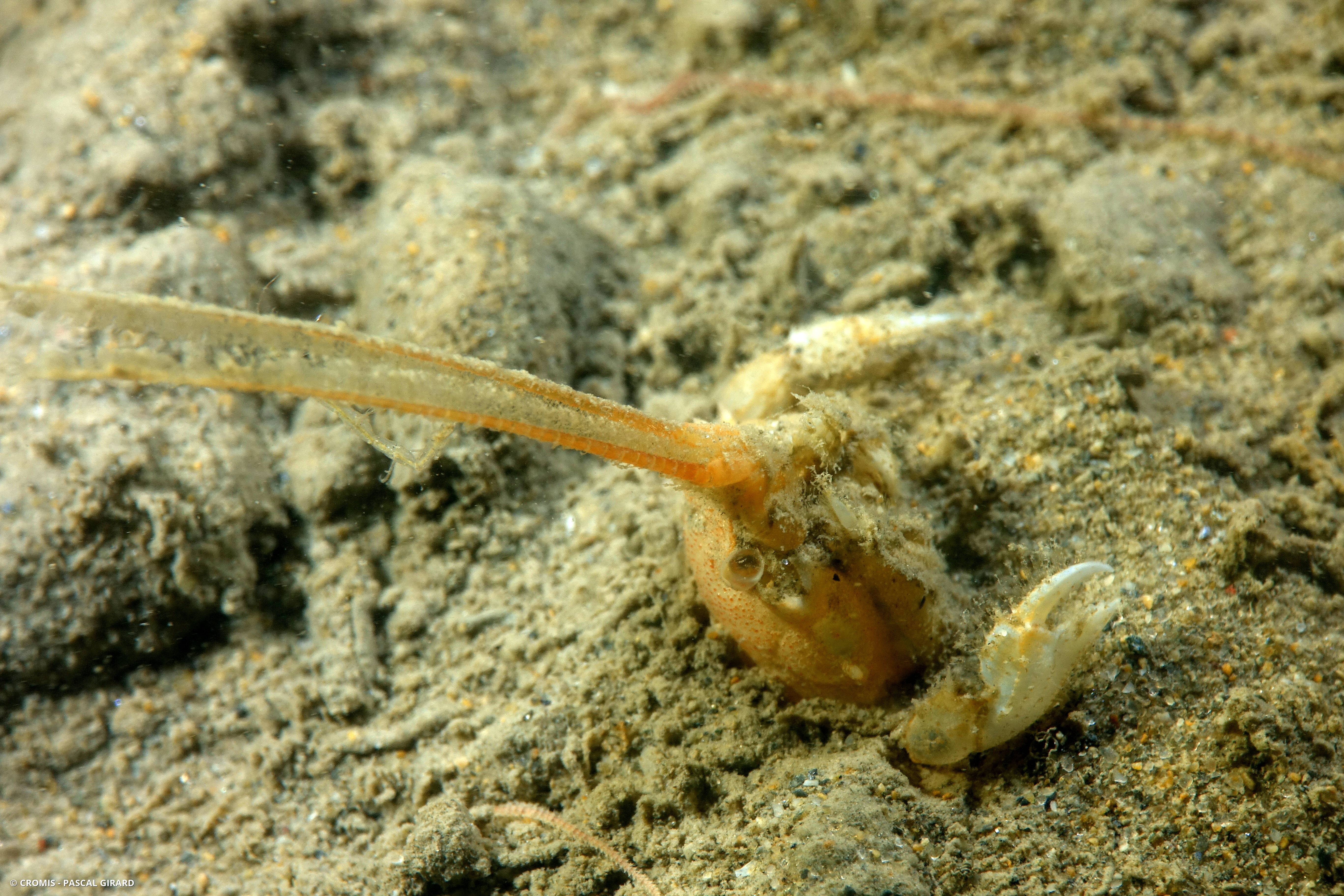 Crabe masqué