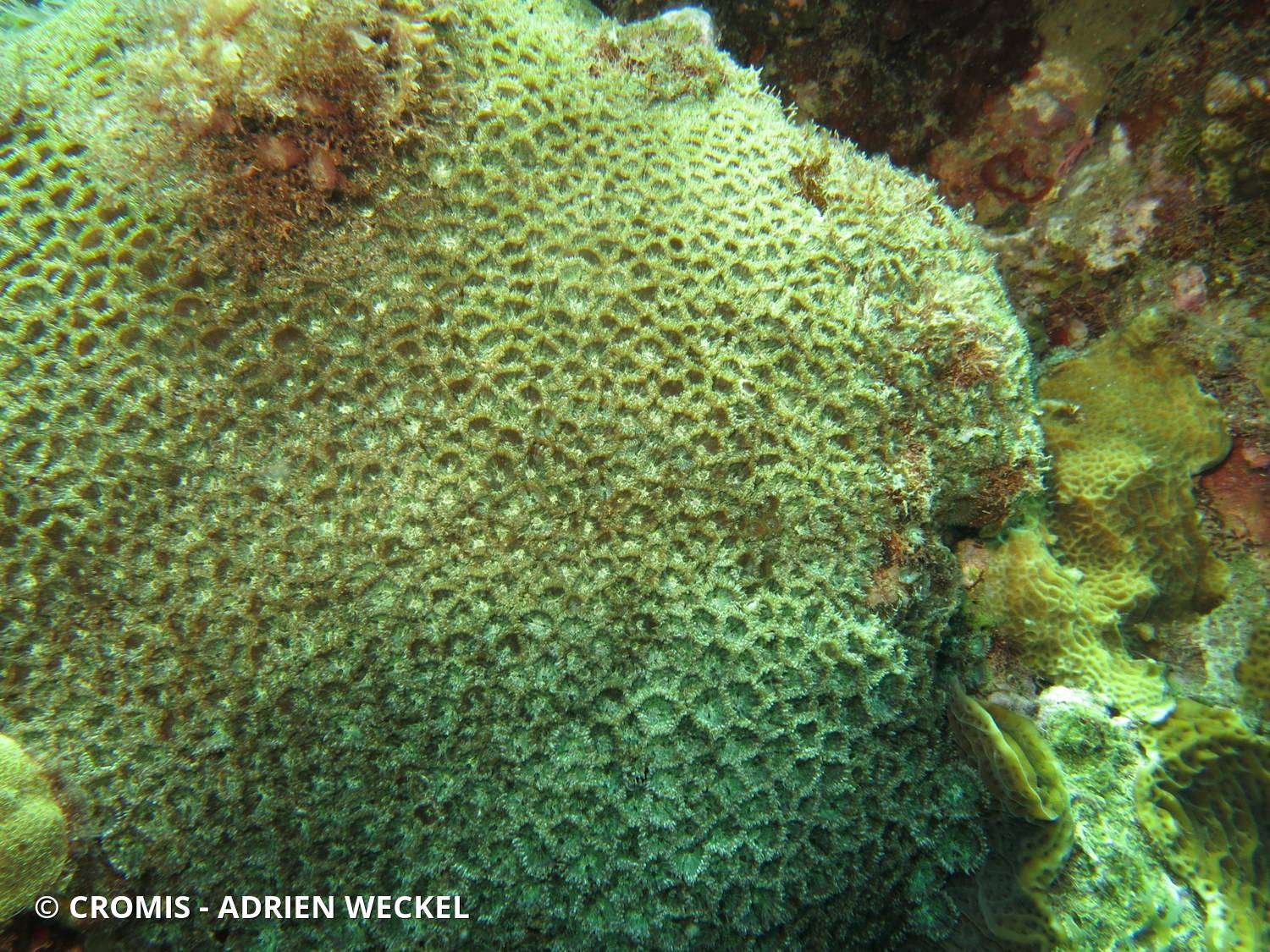 Zoanthaire caraïbe à cœur vert