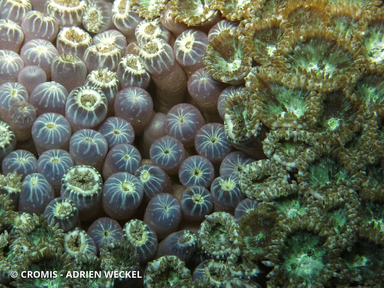 Zoanthaire caraïbe à cœur vert