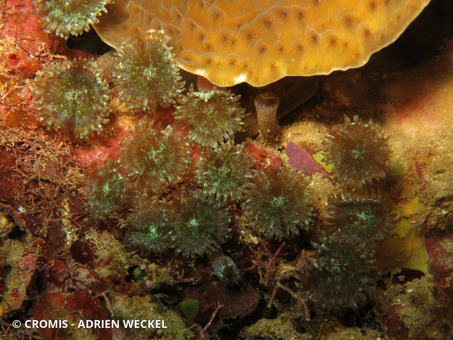 Zoanthaire caraïbe à cœur vert