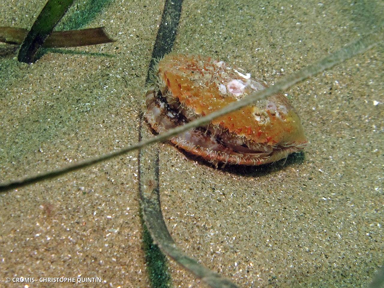 Peigne operculé