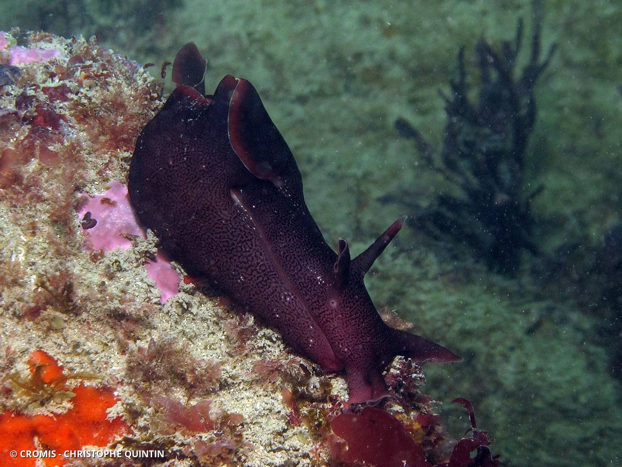 Lièvre de mer moucheté
