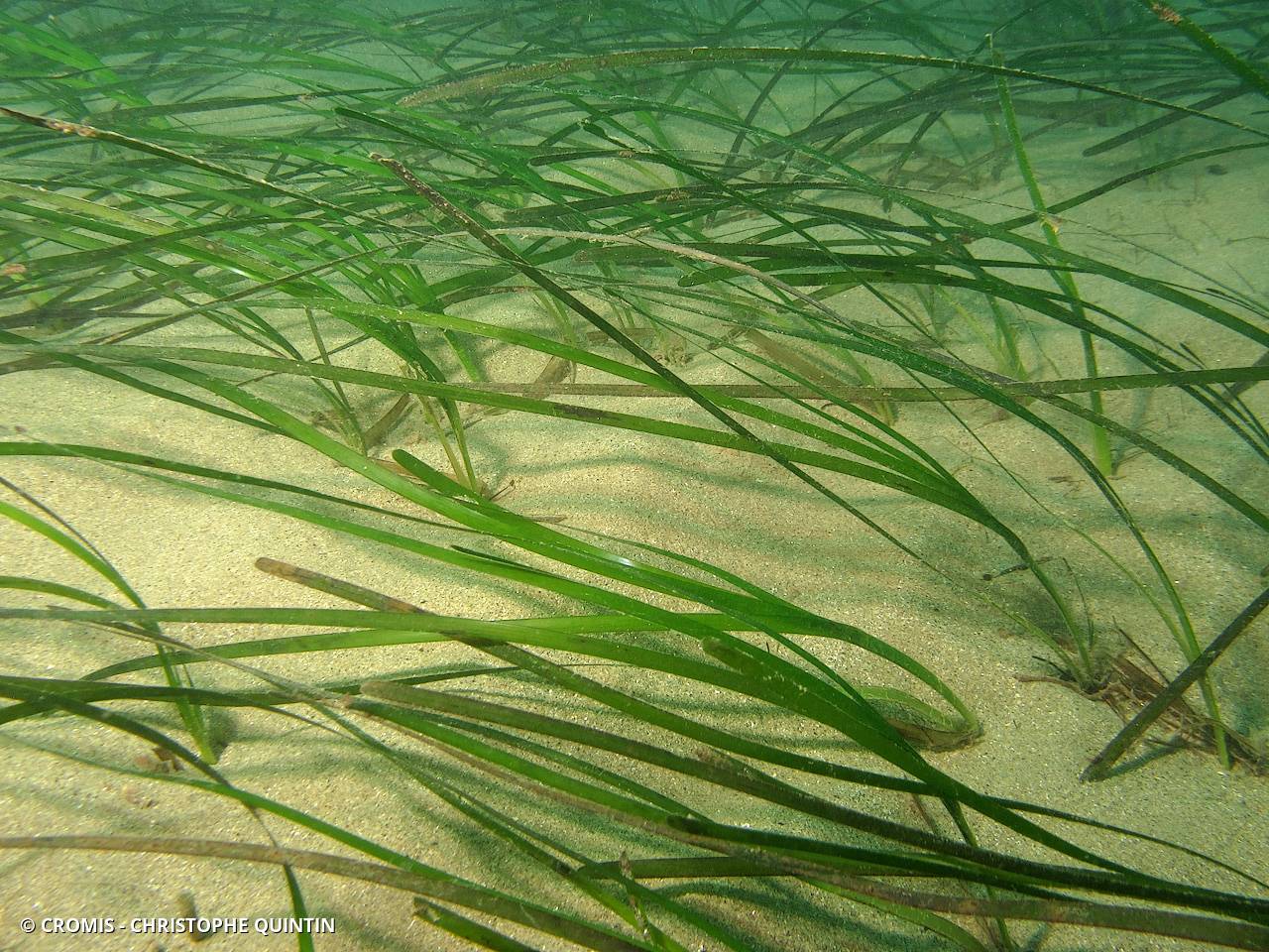 Zostère marine