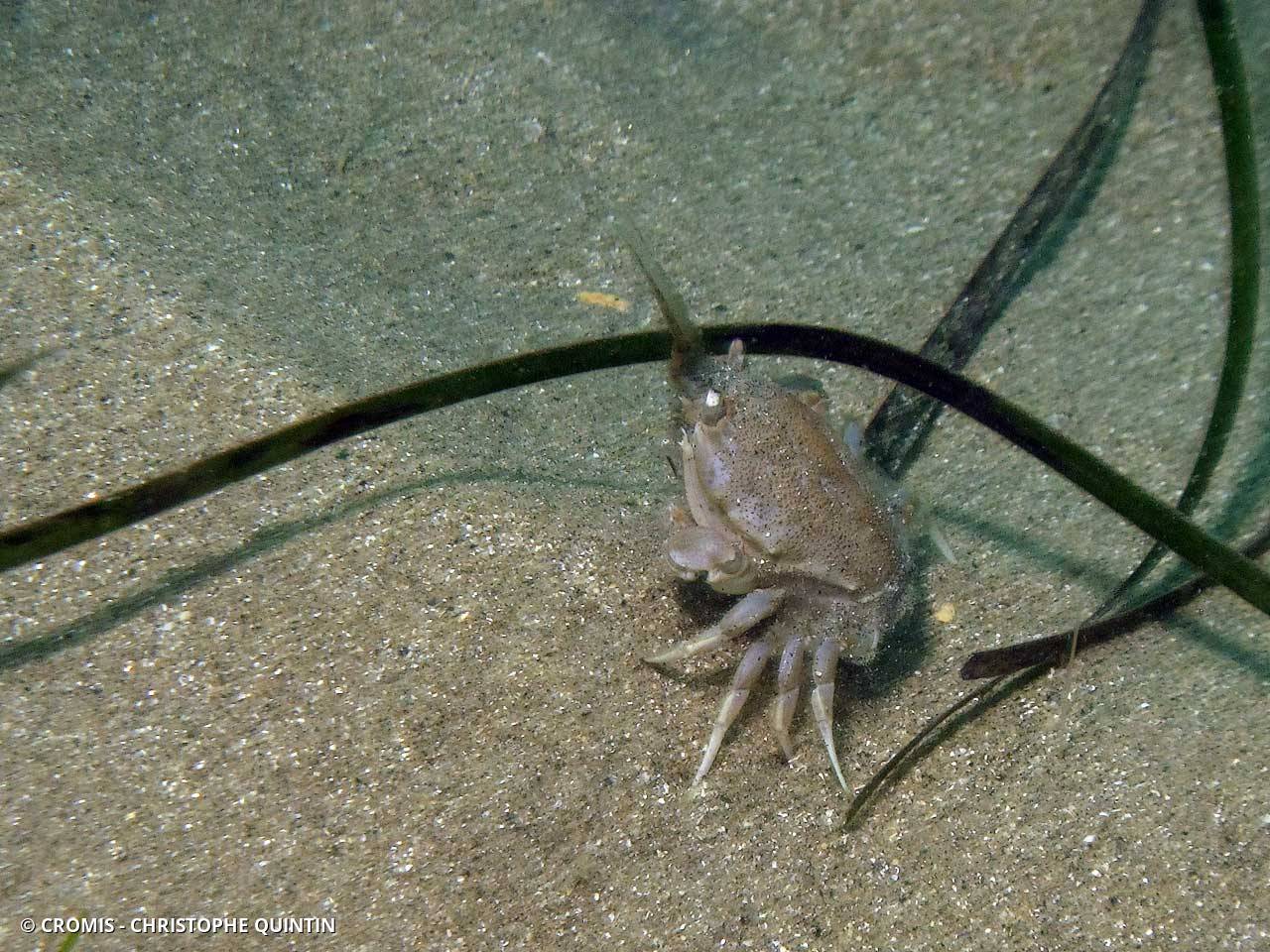 Crabe masqué