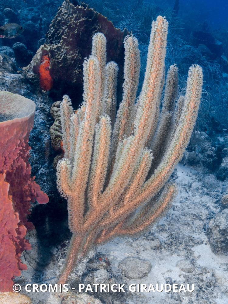 Gorgones Eunicea des Caraïbes