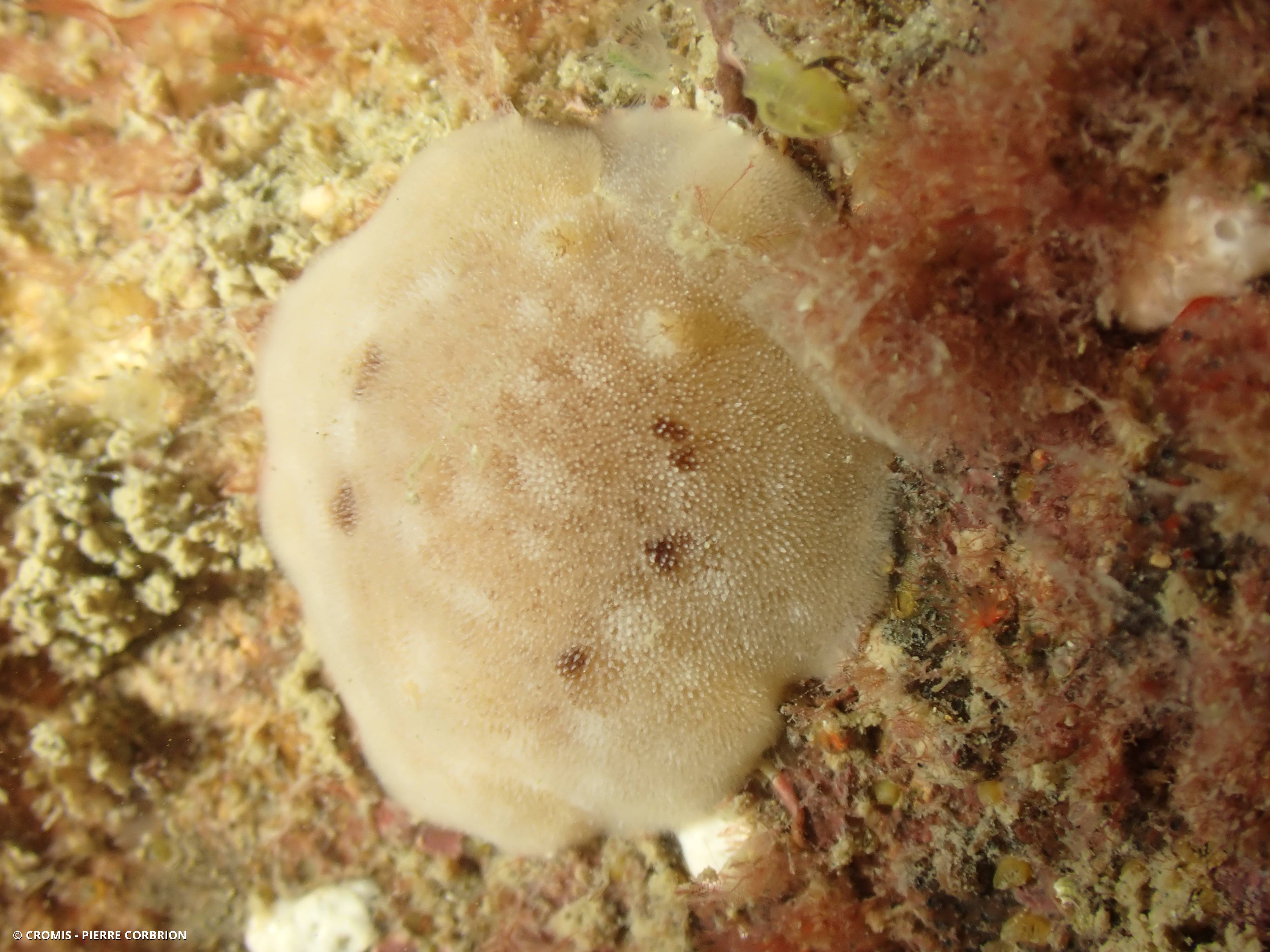 Jorunna blanche
