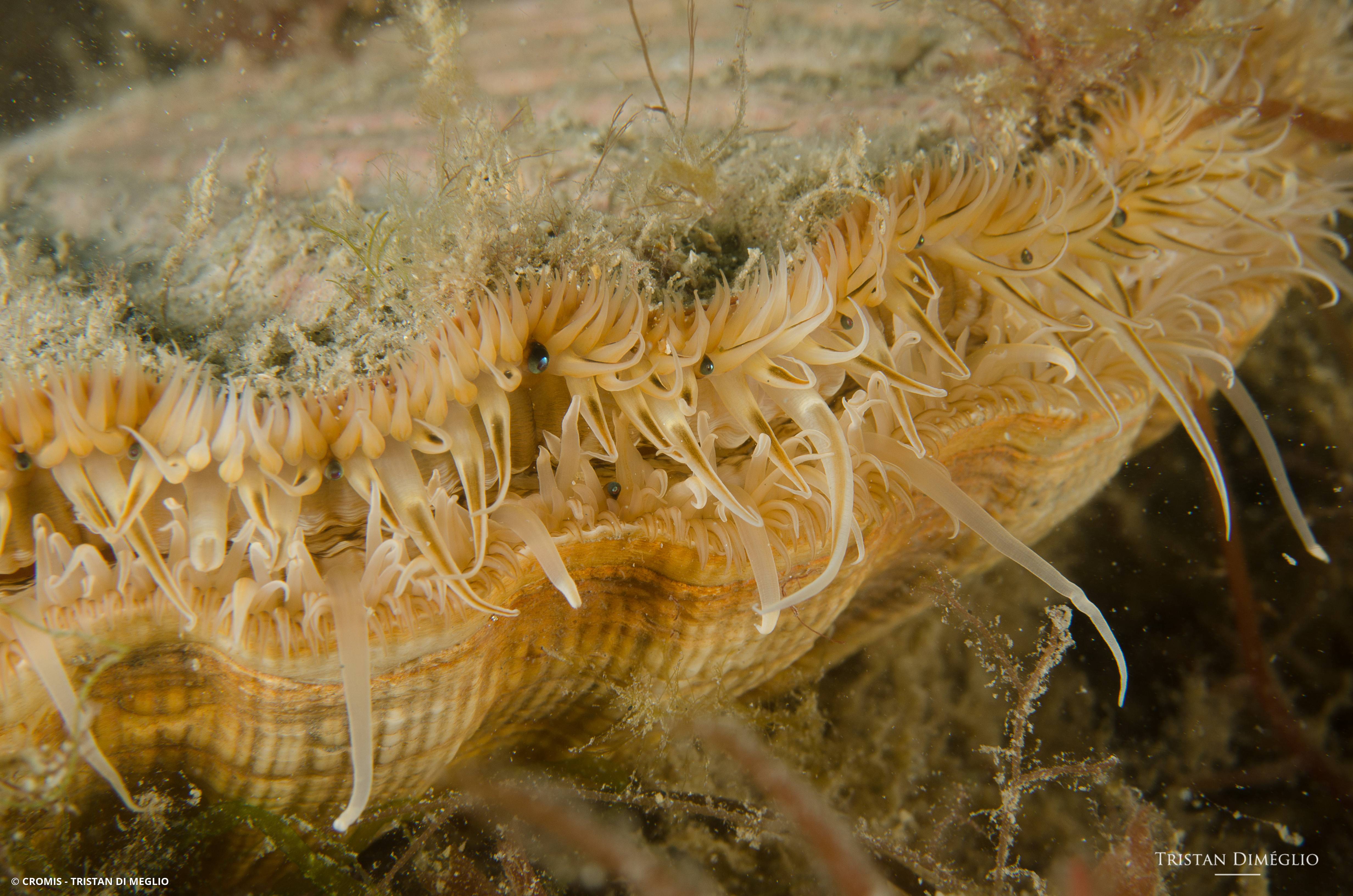 Coquille Saint-Jacques de l'Atlantique