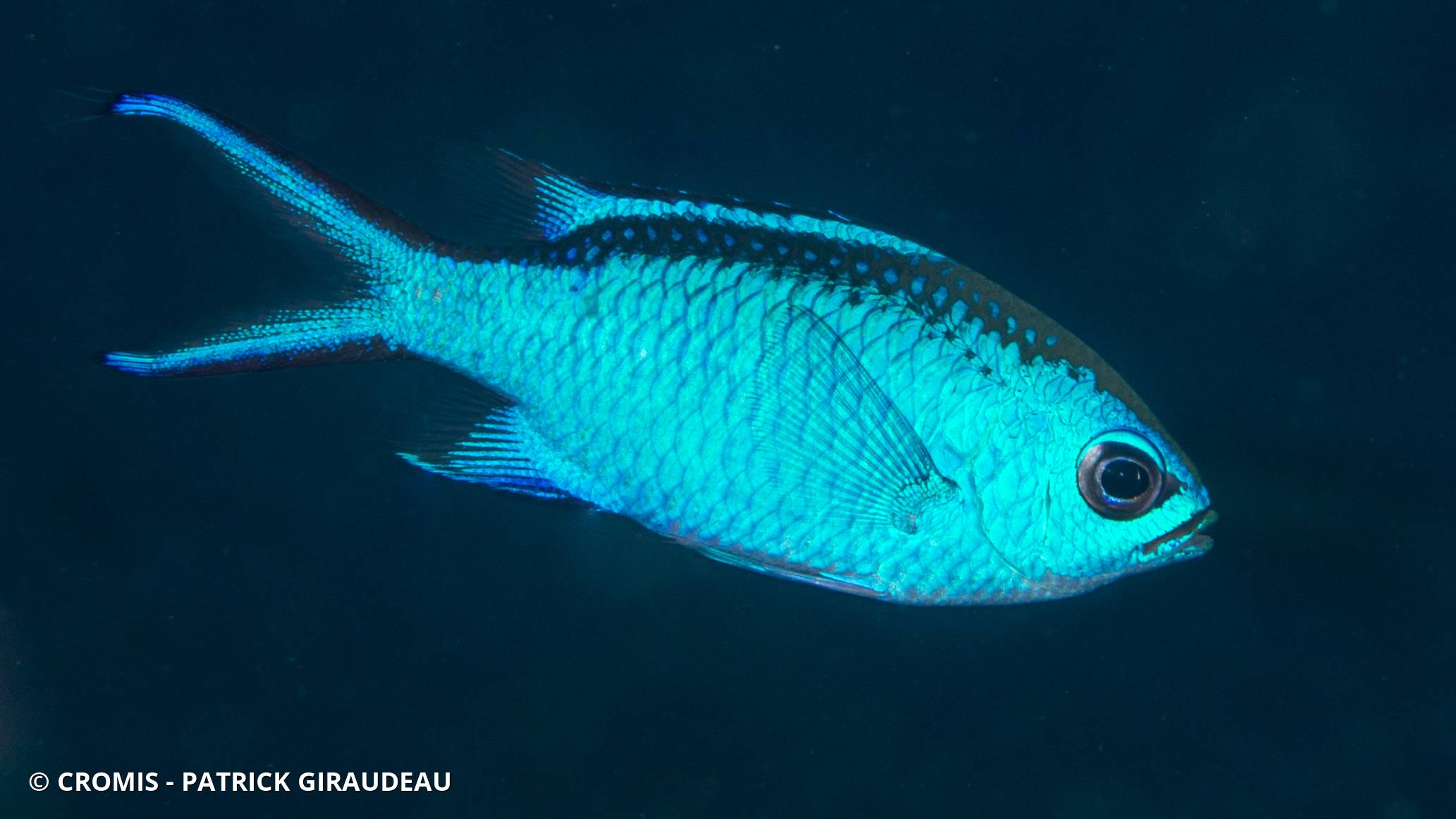 Castagnole bleue