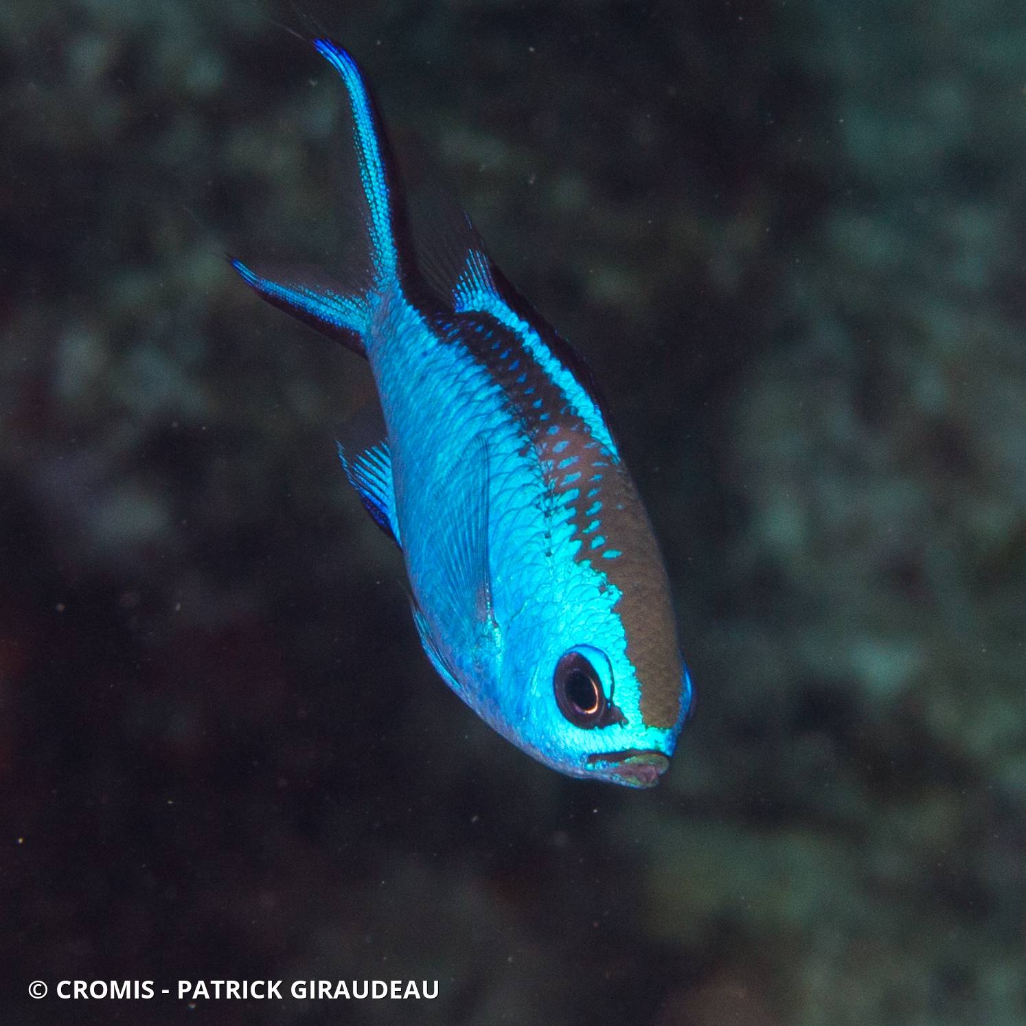 Castagnole bleue