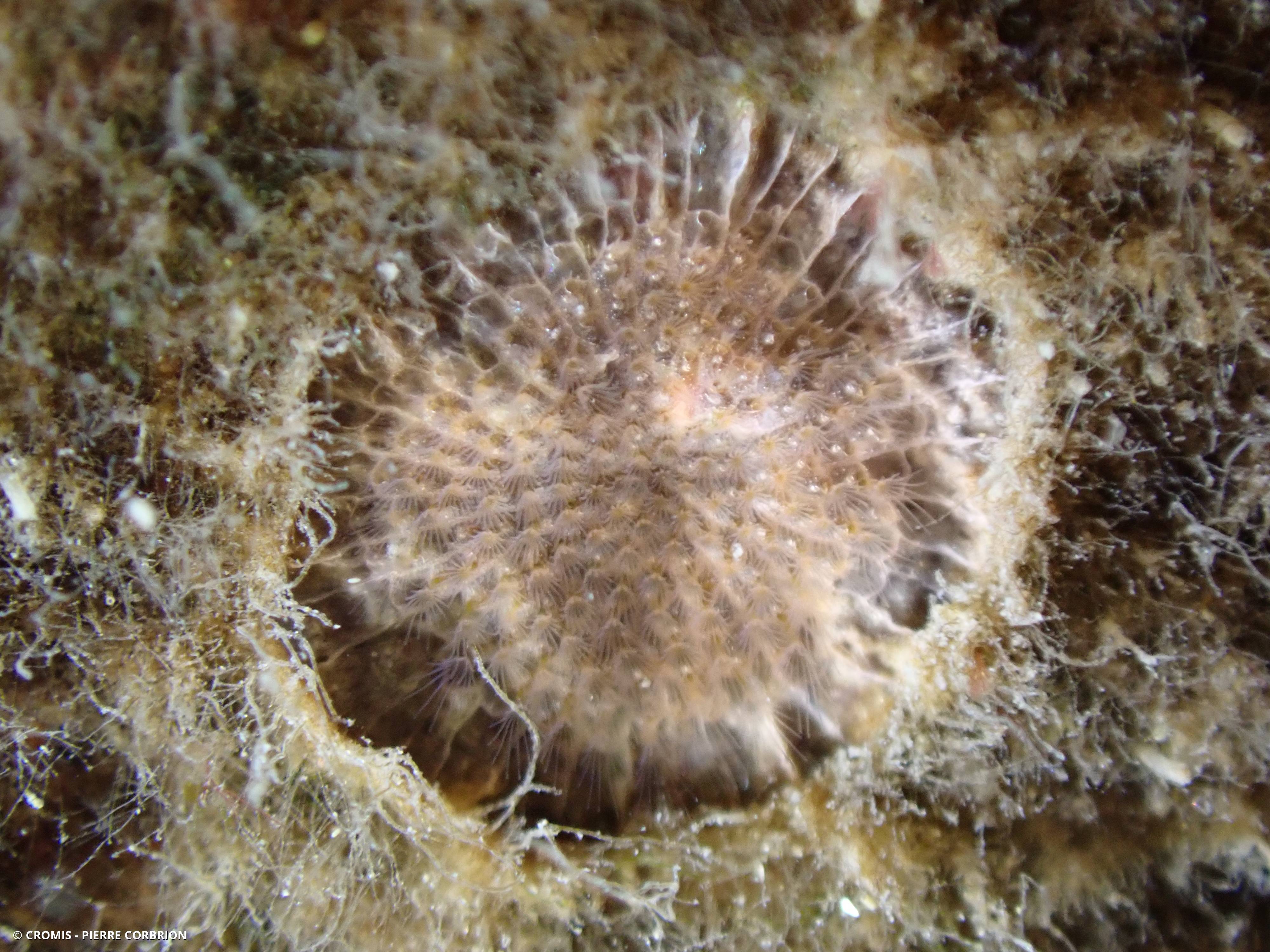 Schizomavelle auriculé