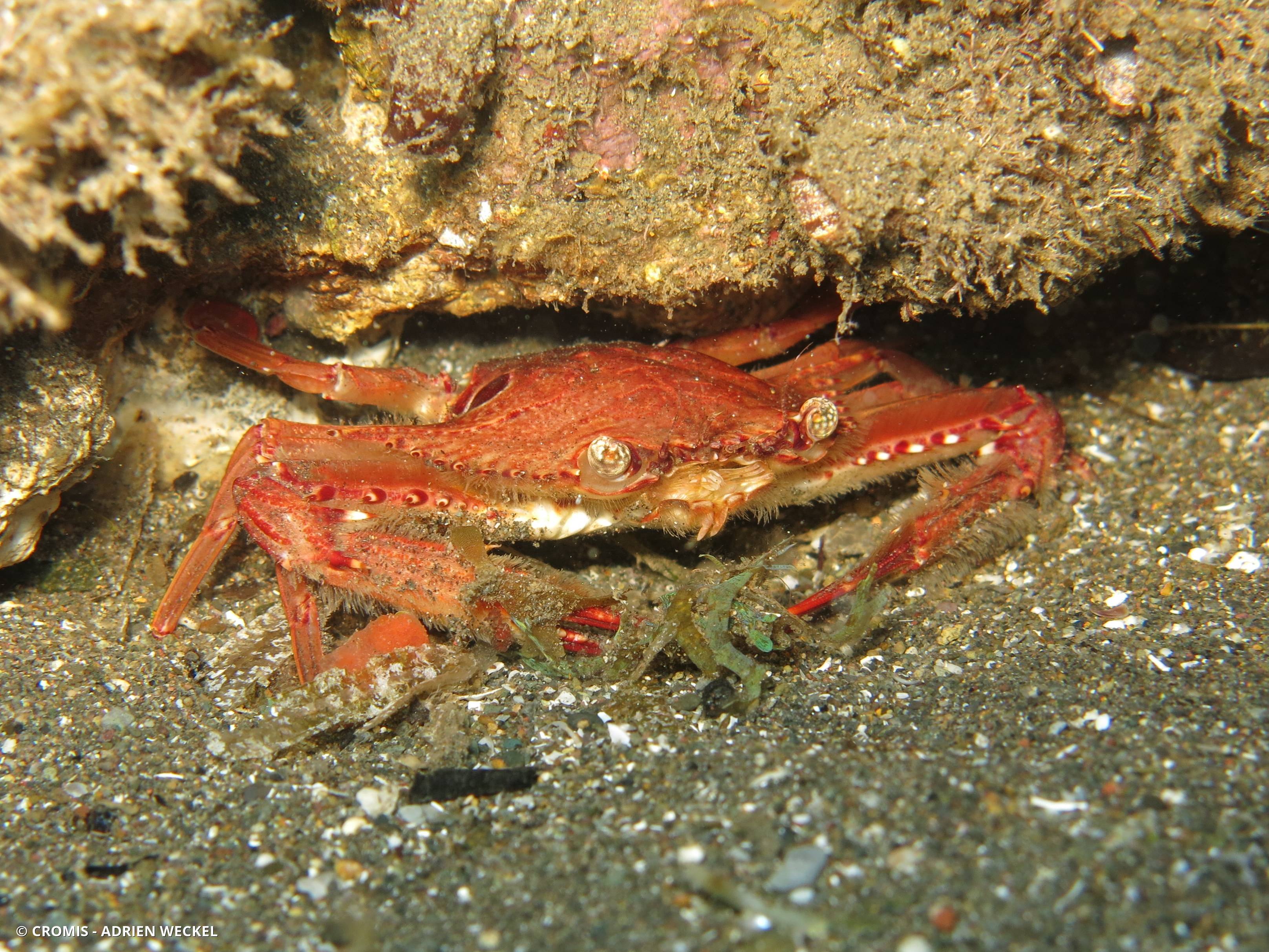 Crabe nageur ocellé