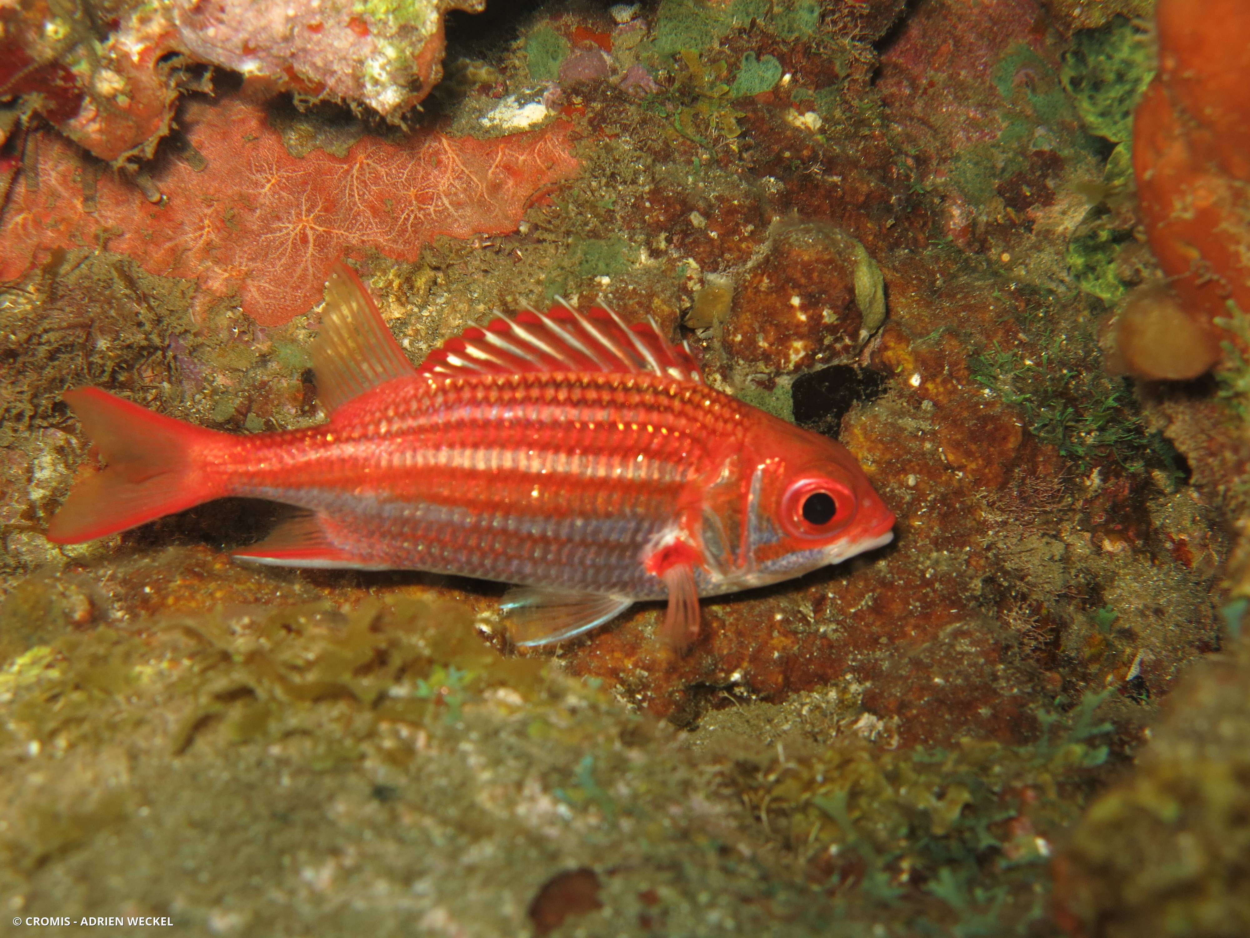 Poisson-écureuil sombre