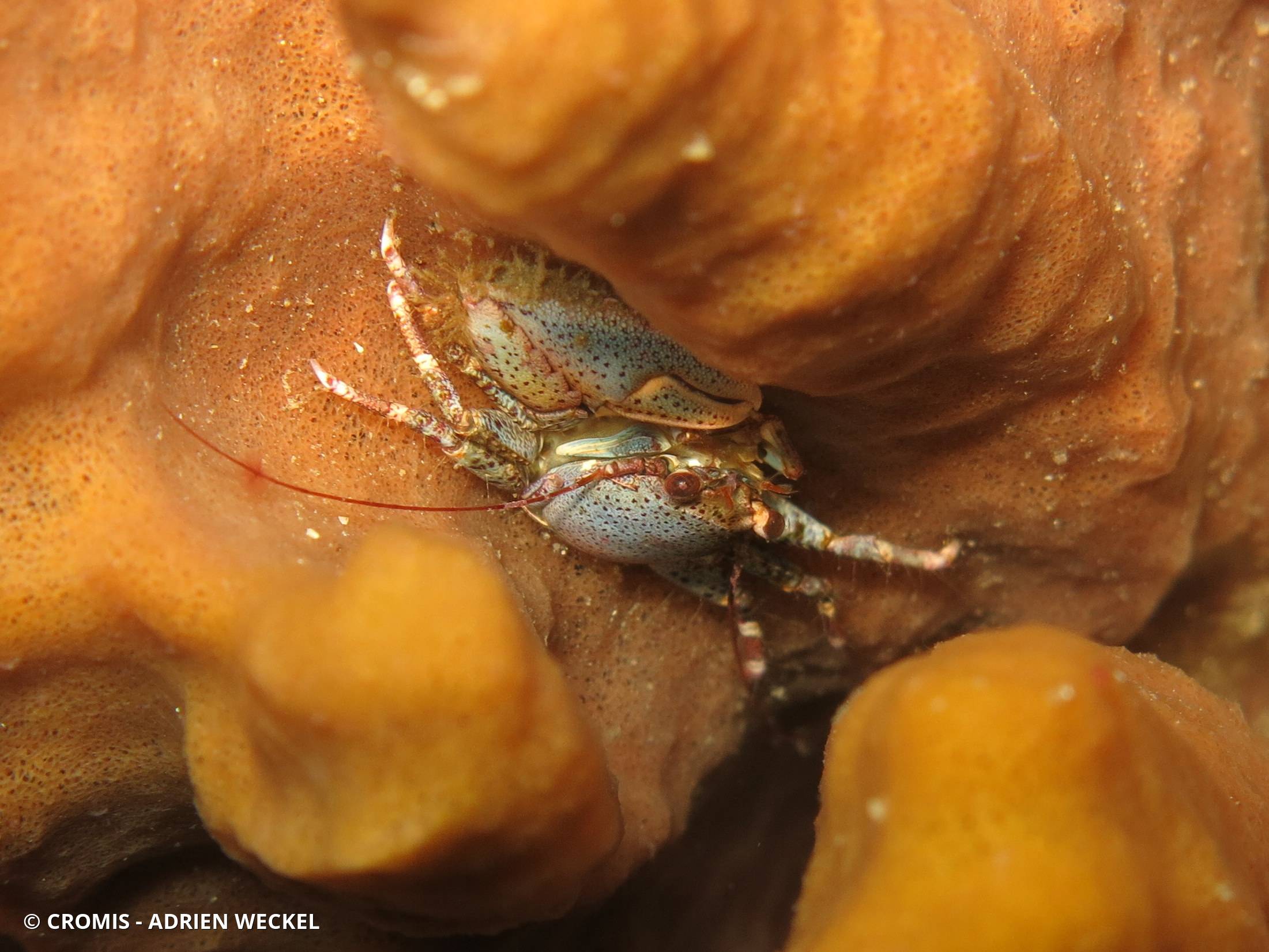 Crabe porcelaine agréable