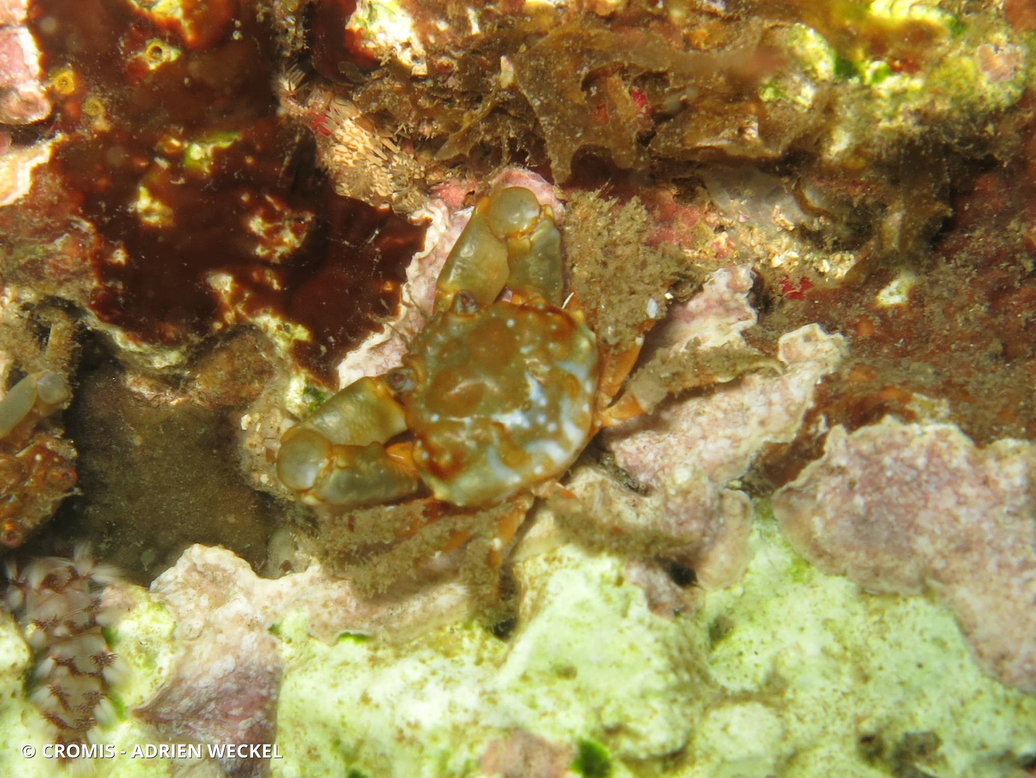 Mithraculus rouge