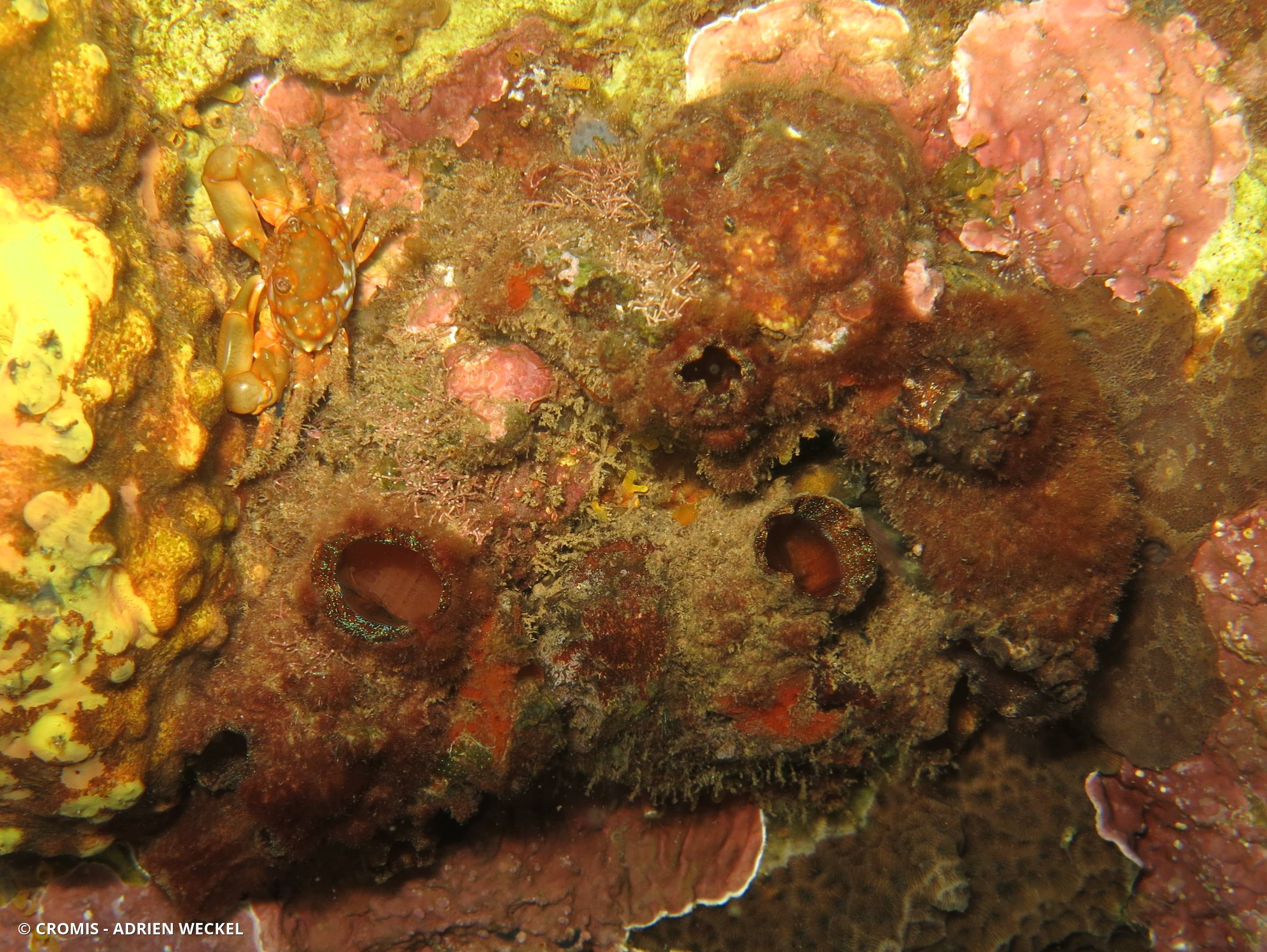 Pyura à siphon bleus iridescents