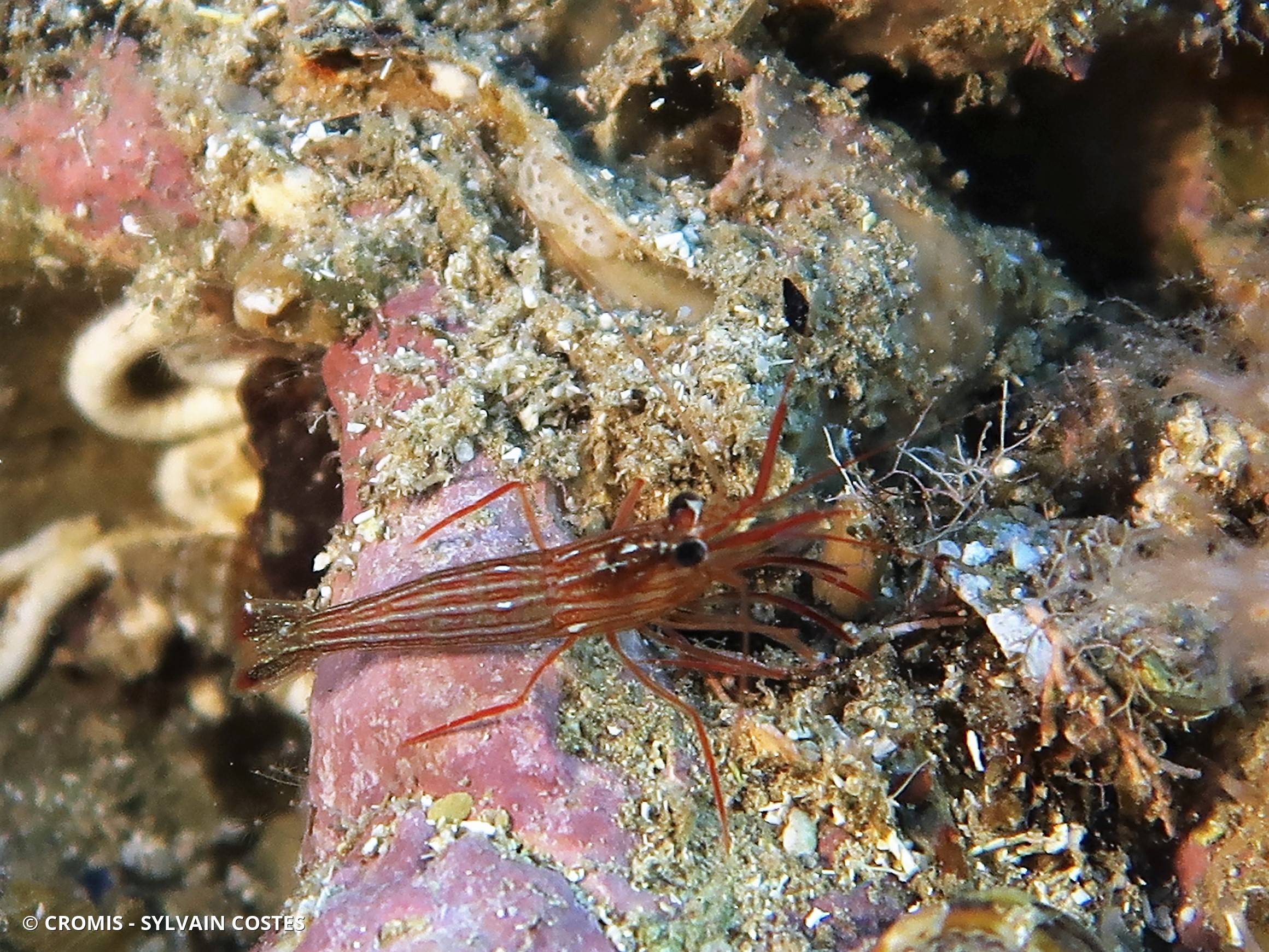 Crevette nettoyeuse rouge