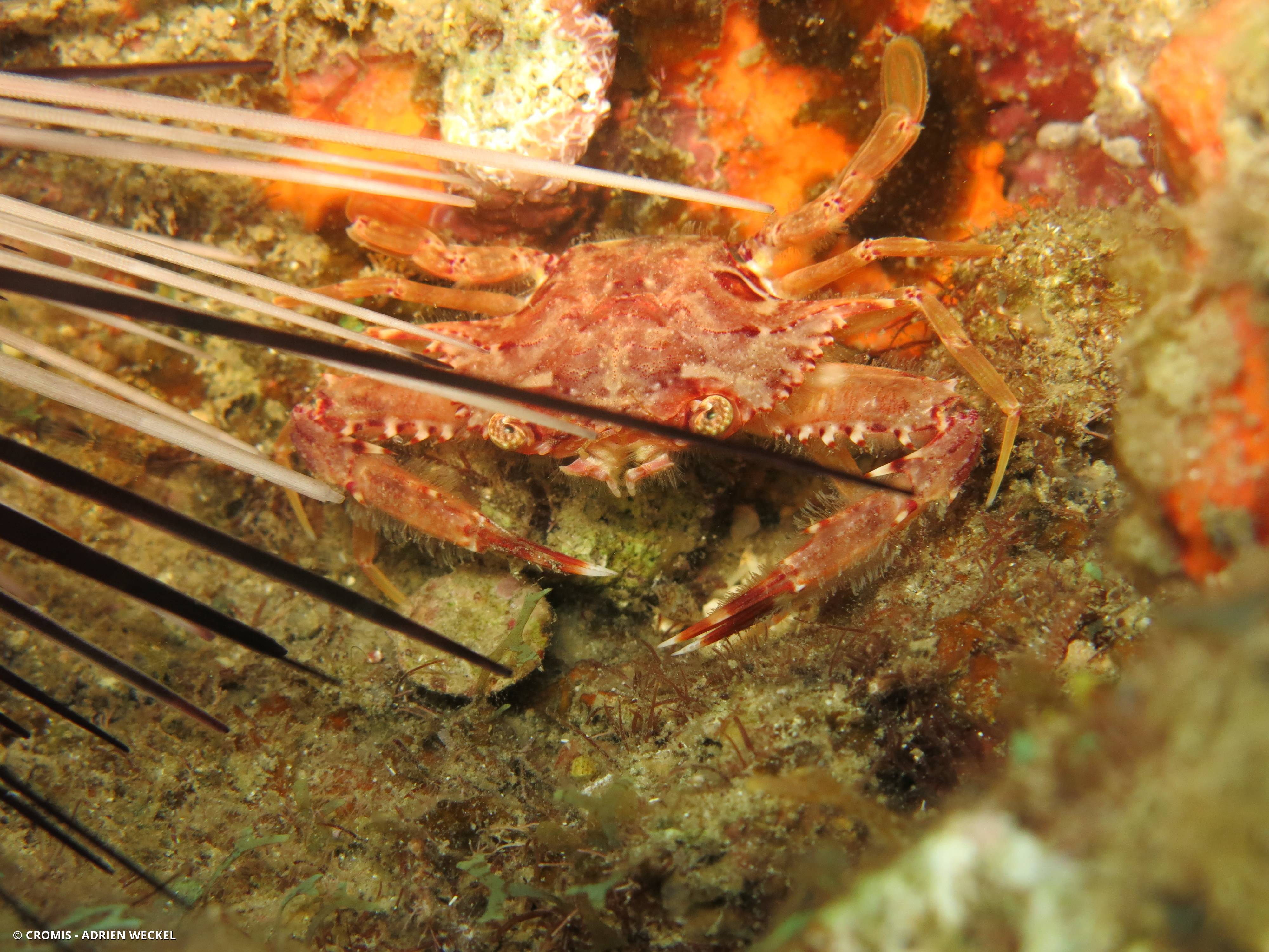 Crabe nageur ocellé