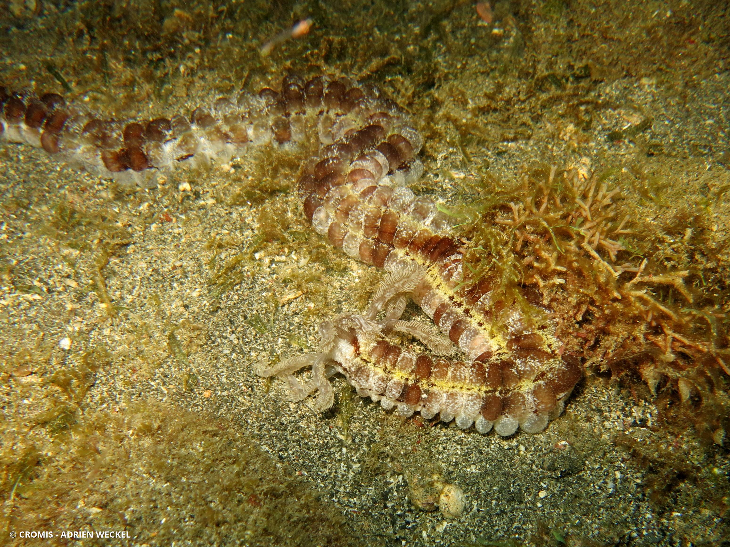 Holothurie serpent collante antillaise