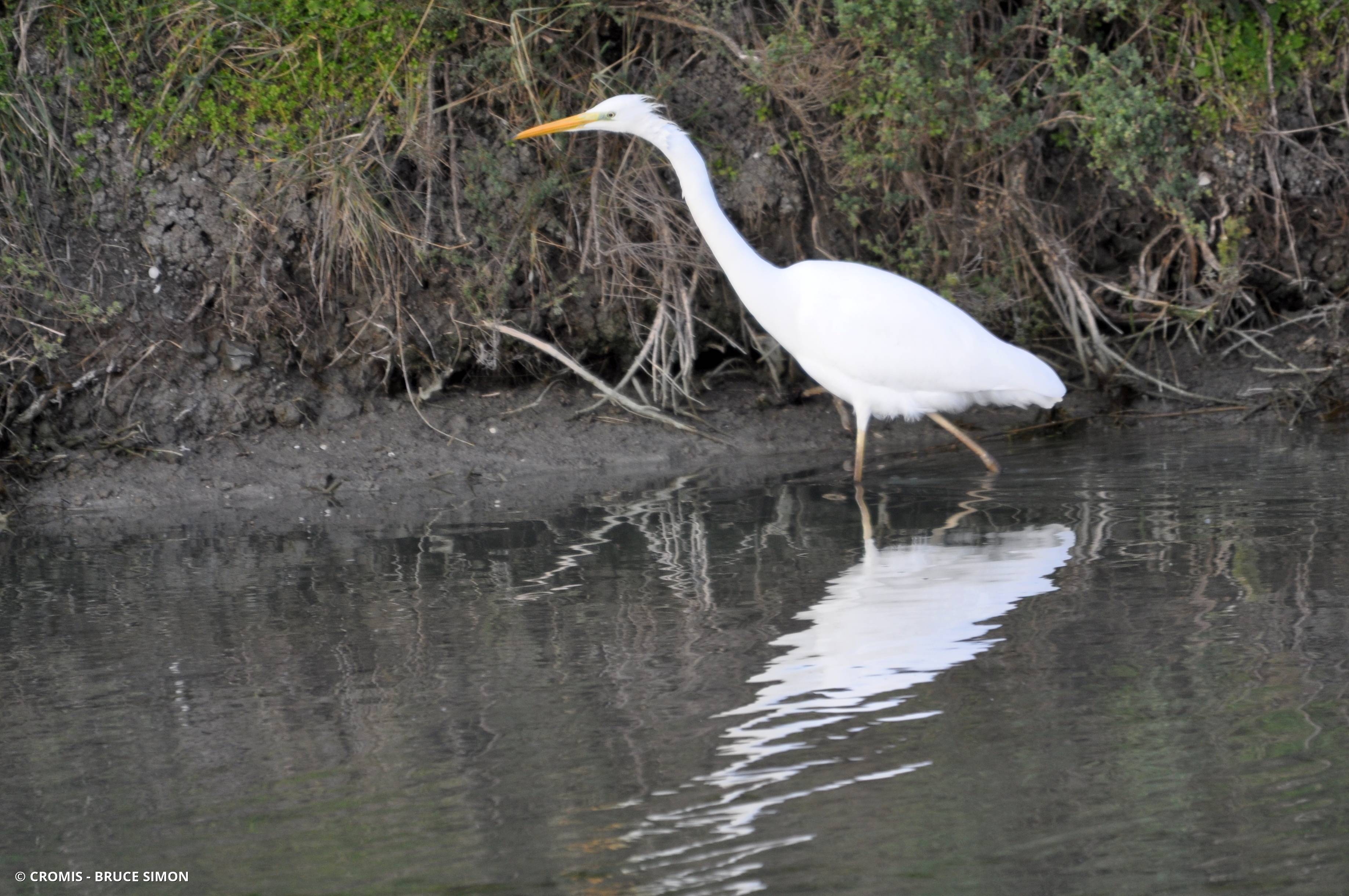 Grande aigrette